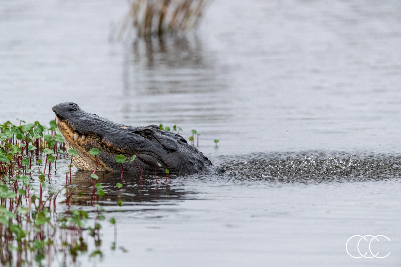 american alligator (alligator mississippiensis), fl, usa