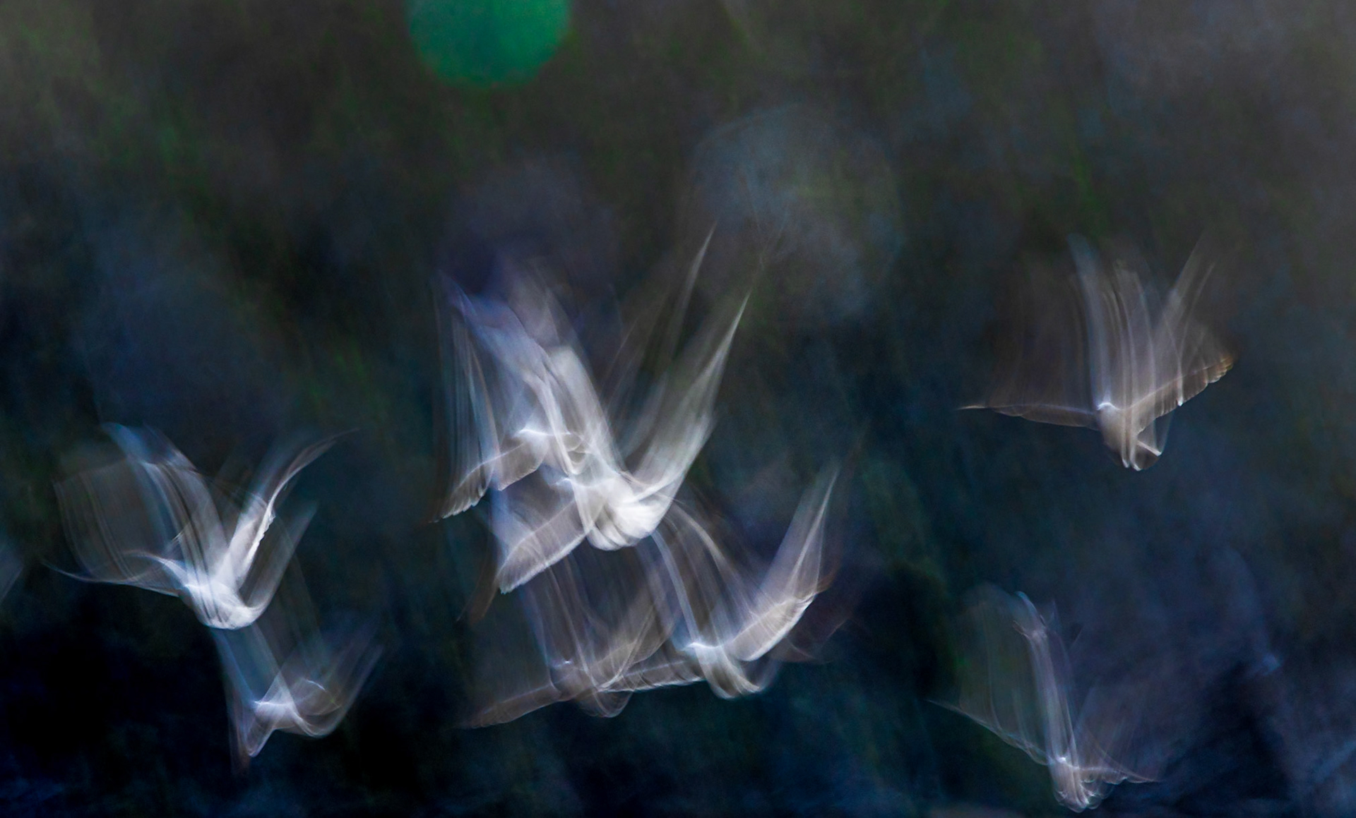 Taking flight - Kaaimans River, Wilderness