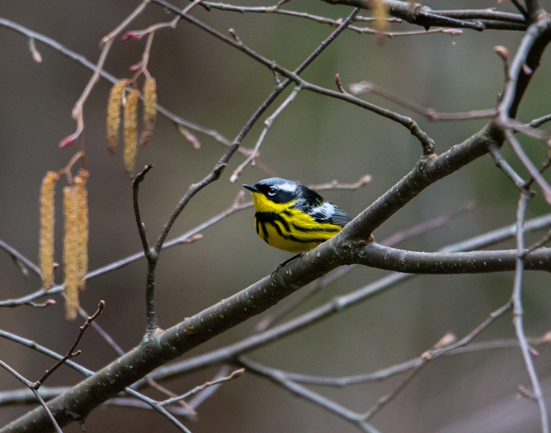 Magnolia Warbler - Algonquin, Canada