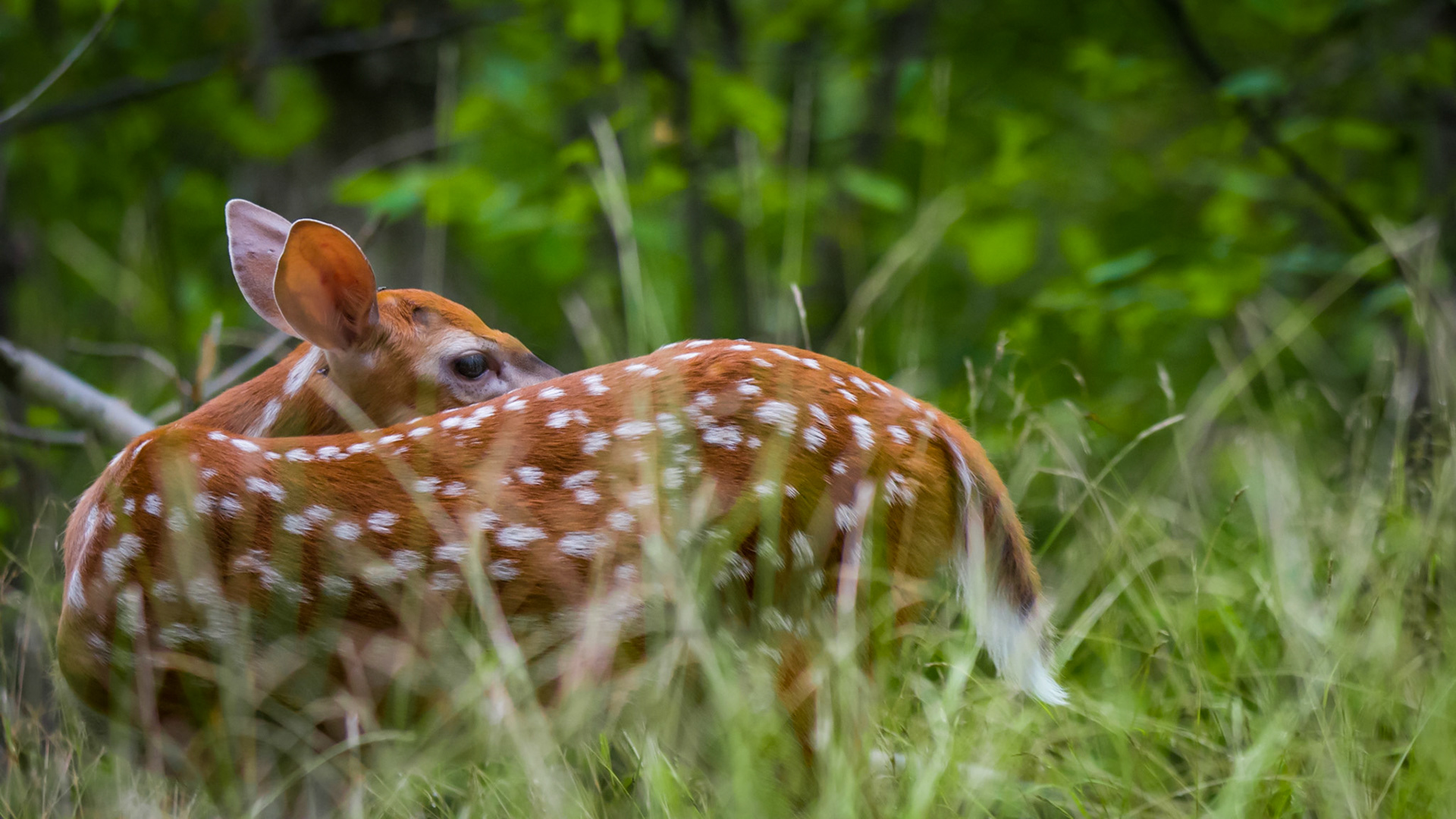 Fawn - Frontenac, Canada