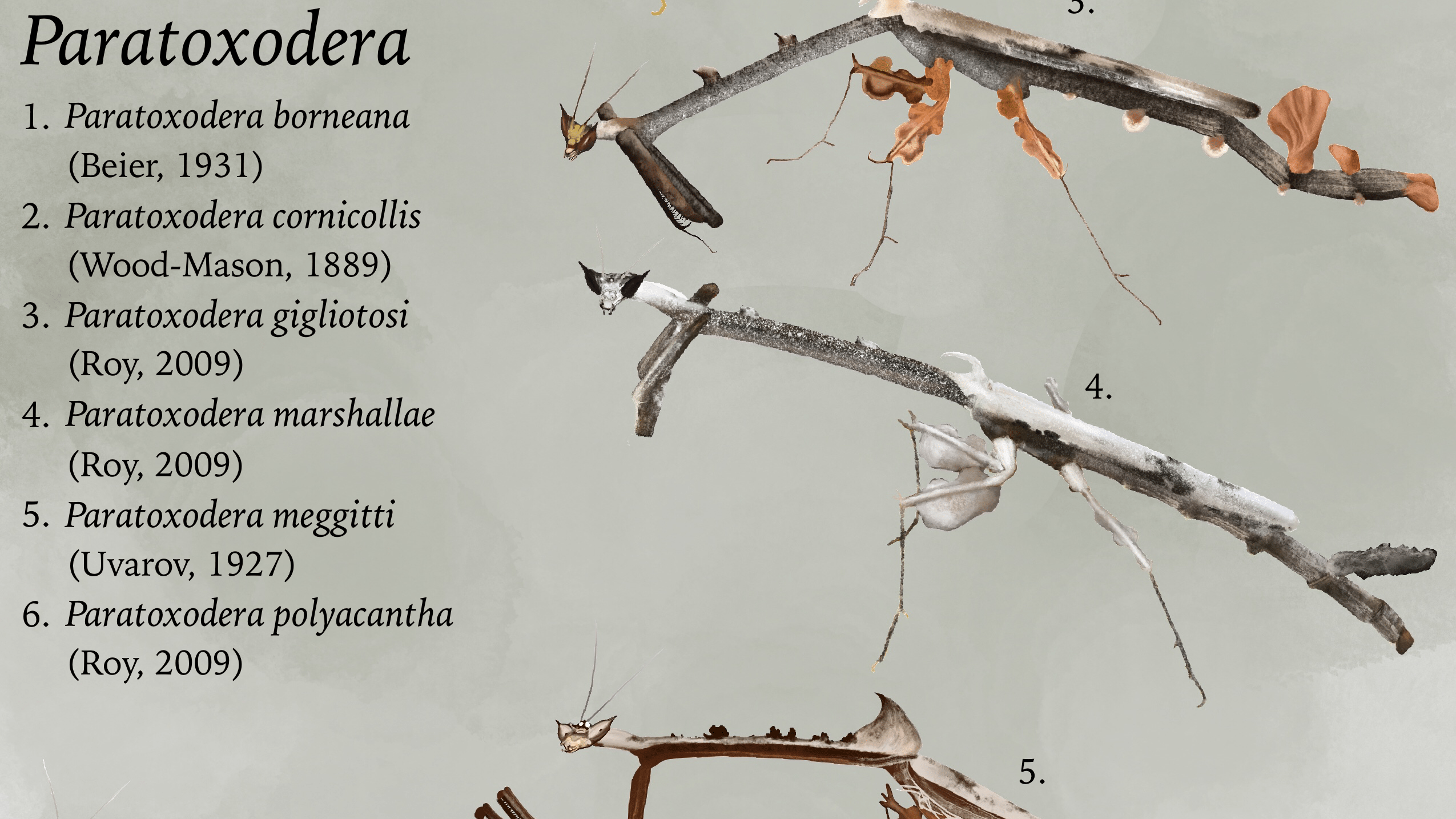 Andrew Blaurock Latrodectus species