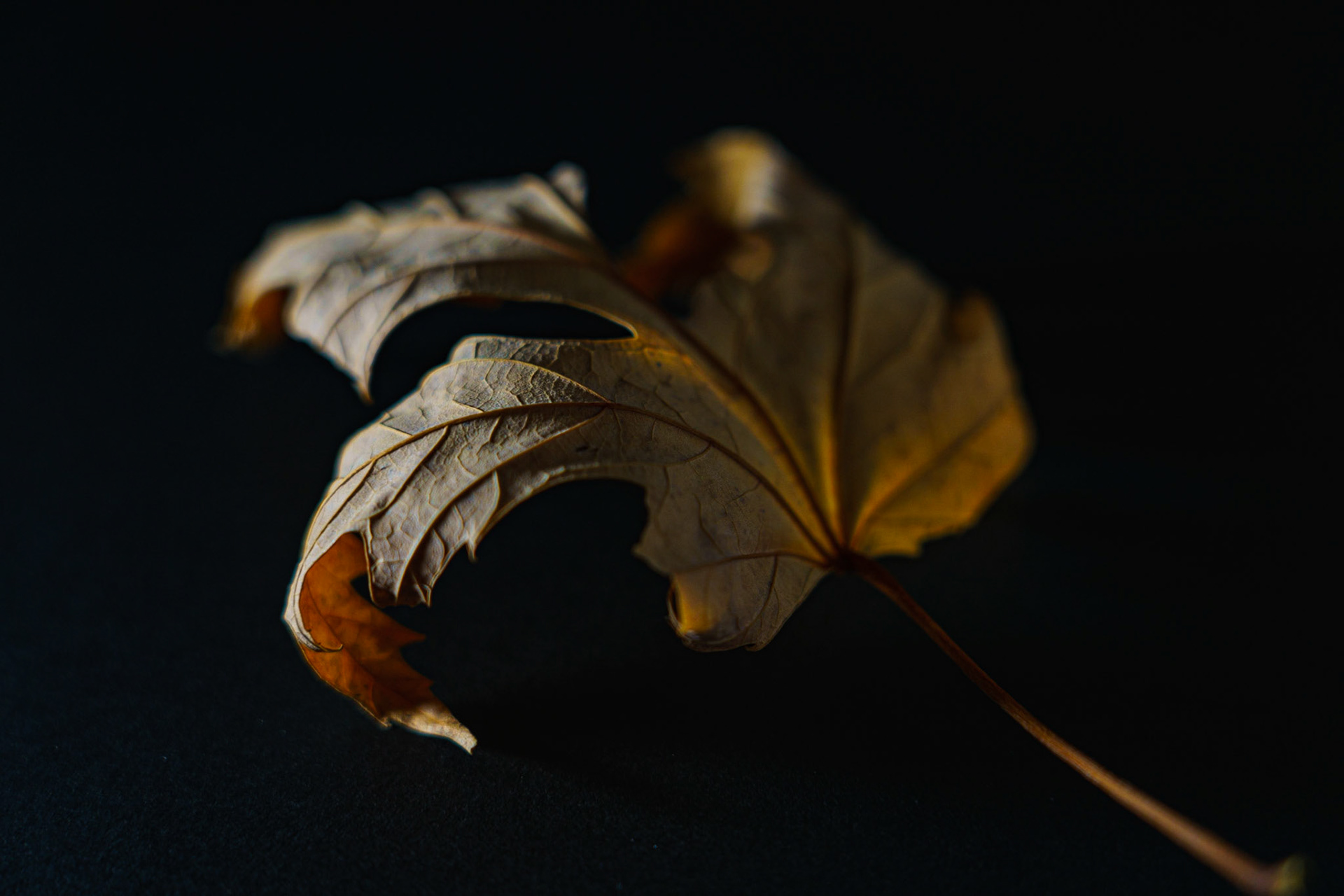 Texture: Leaf on black paper, 20201107, MILLER, I picked this leaf up because I saw the delicacy of the veins on the dried leaf and wanted to capture them. Using the black background and diffused side lighting I was able to cast shadows in the areas to show the raised portions of the leaf. I also utilized a gold reflection on the right side to warm up the leaf so the right side