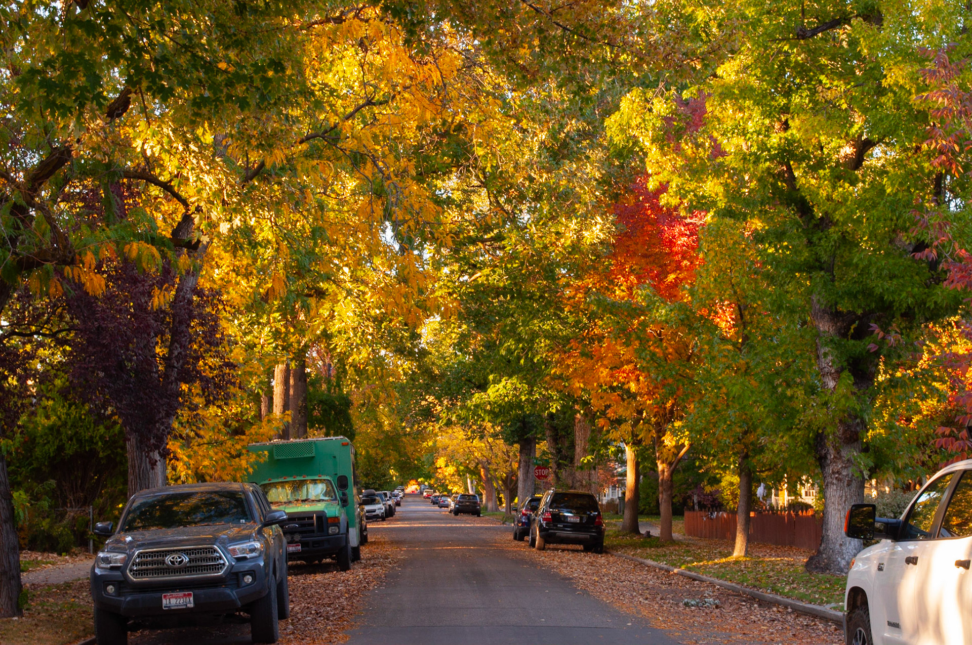 Fall Street: Harrison Blvd side street, the purpose was to capture all the variation in leave colors, 20201011, Harrison Blvd, MILLER, I enjoy this time of year and this particular street very much and this shot showcases the beauty of this location in the fall and highlights all the fall colors with the light beams coming through the trees. Camera Settings: Nikon D5000 ISO 200, 44mm f/16, 1/10s