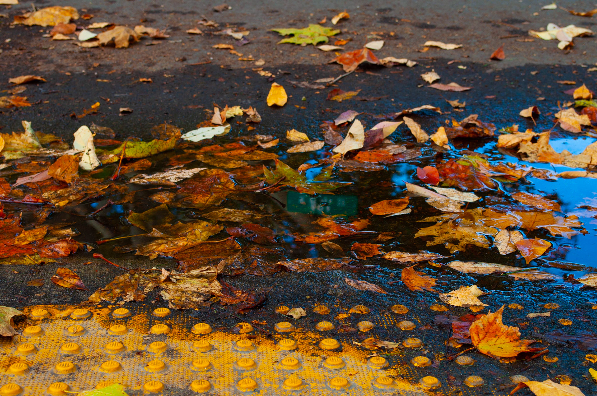 Watch your step: Curb and gutter area of the street, captured the accumulation of rainwater, leaves and dirt, 20201011, Harrison Blvd, MILLER, I enjoy this time of year and this particular street very much and capturing the colors reflection and the texture of the yellow stubs. Camera Settings: Nikon D5000 ISO 200, 44mm f/10, 1/80s