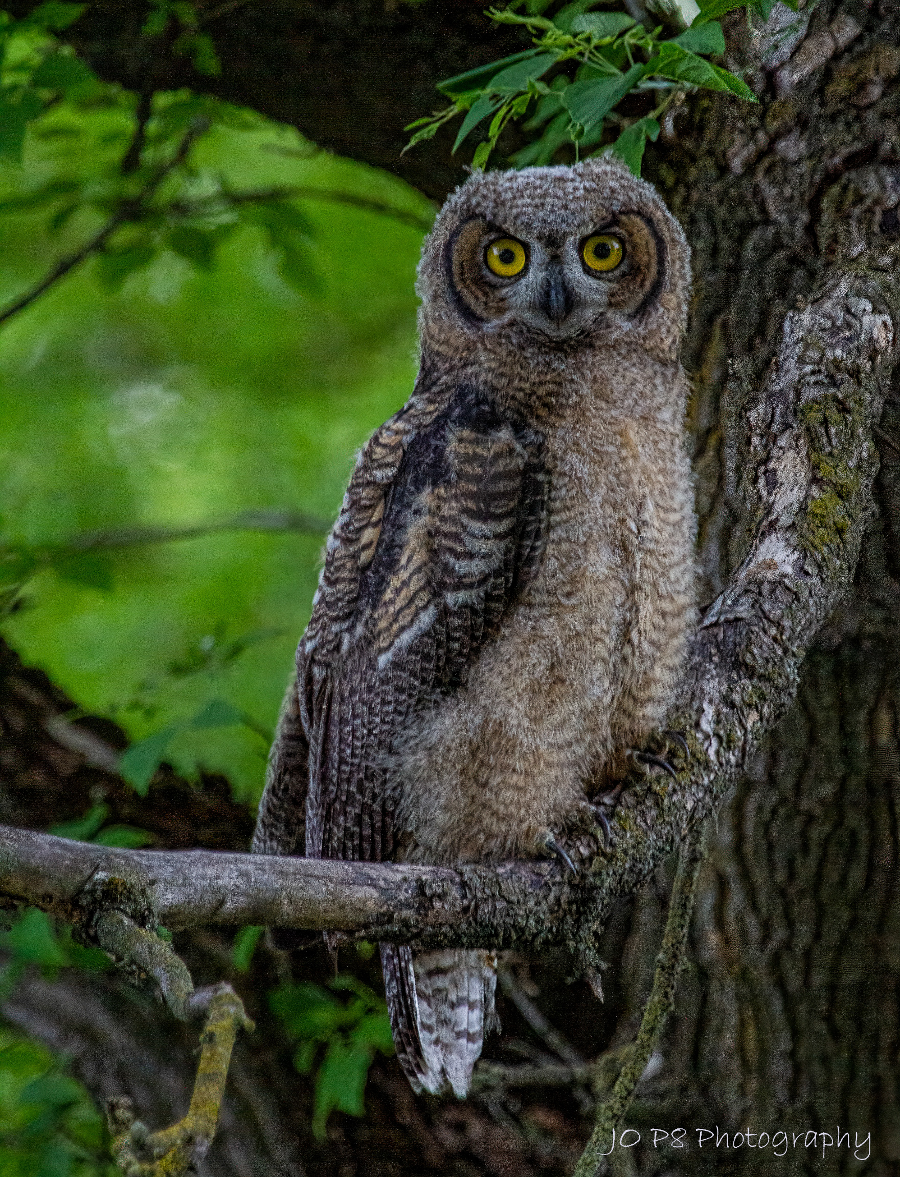 Great Horned Owl