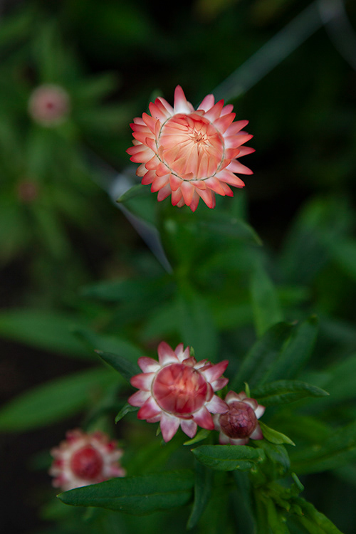 #9781 | Helichrysum | Strobloem | Strawflower