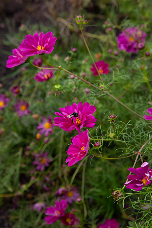 #9694 | Cosmos | Cosmea
