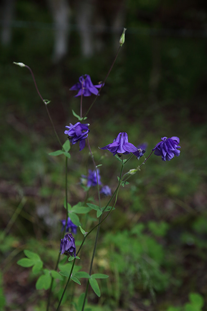 Lugnet 002
