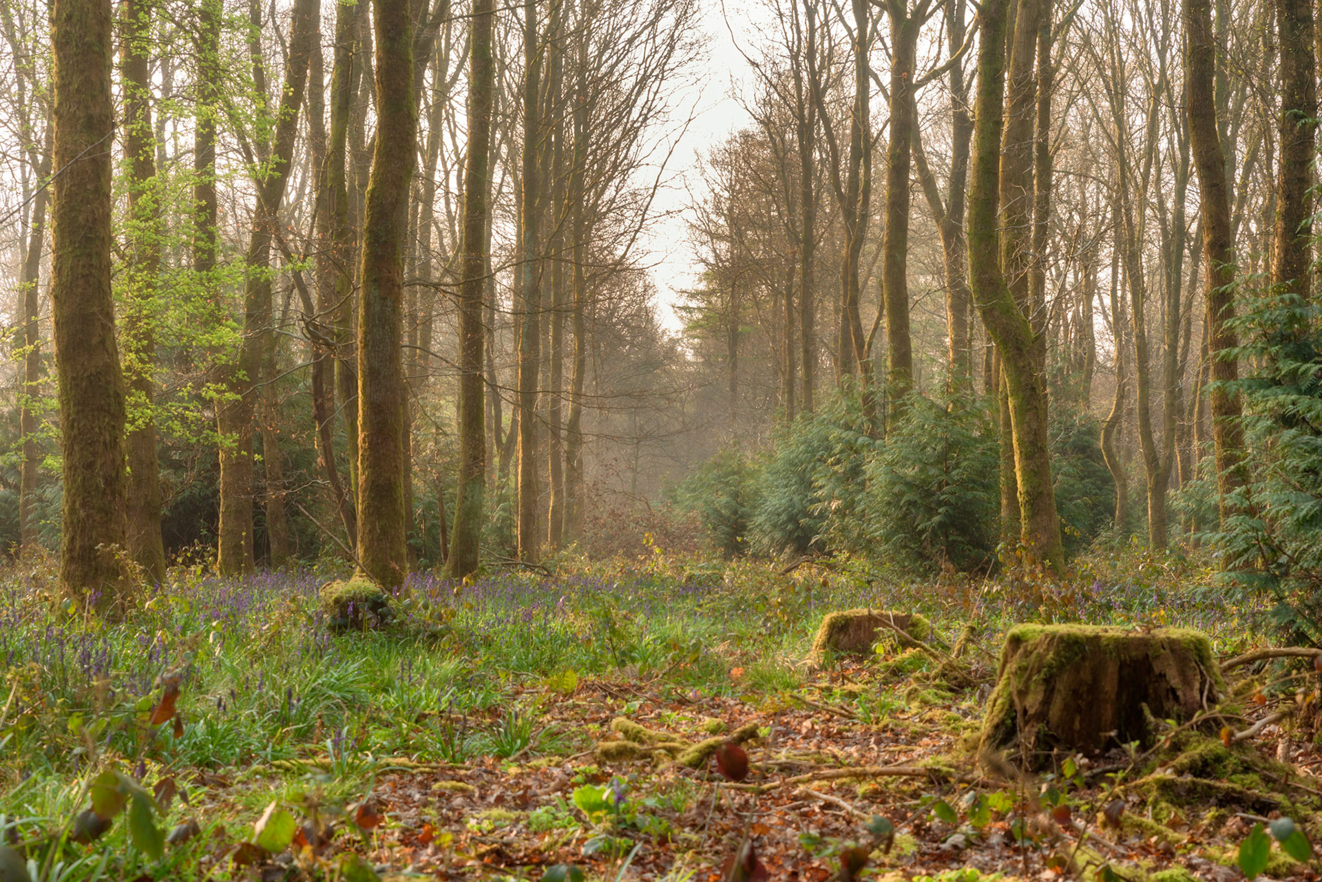 Cowleaze Wood, Oxfordshire