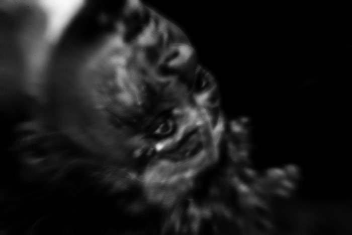 Project Pallor Mortis