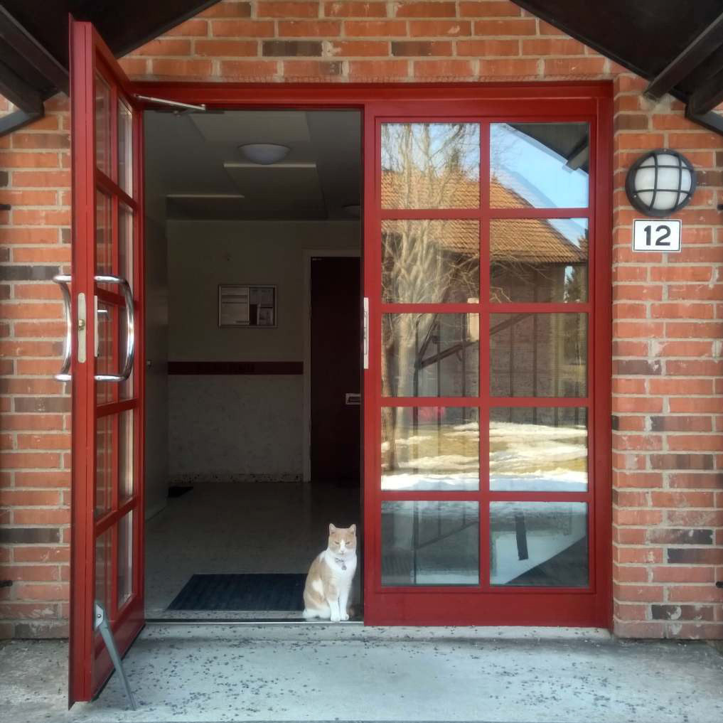 Nils the cat welcomes you
