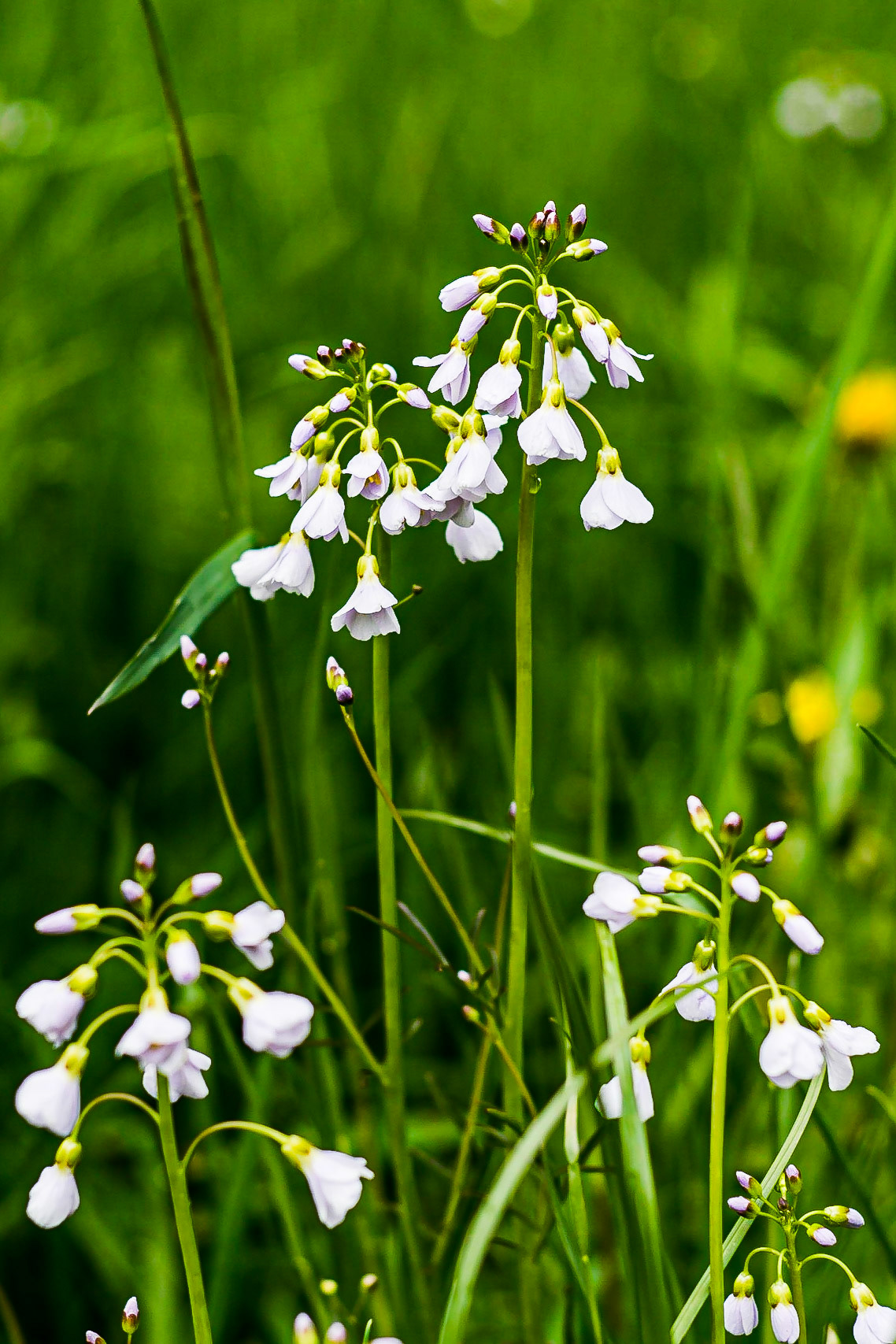 Cardamine pratensis - Cardamine des près