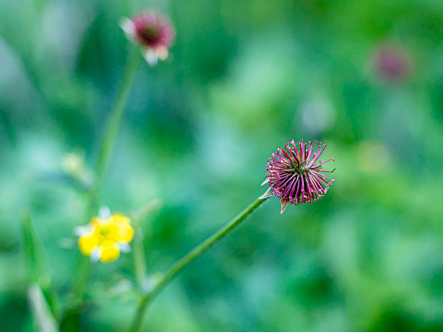 Geum urbanum - Benoite urbaine