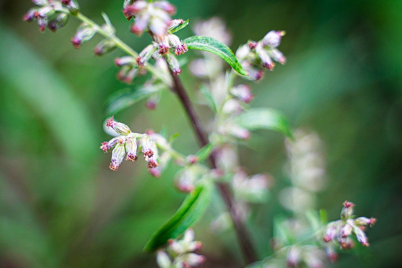 Artemisia vulgaris - Armoise commune