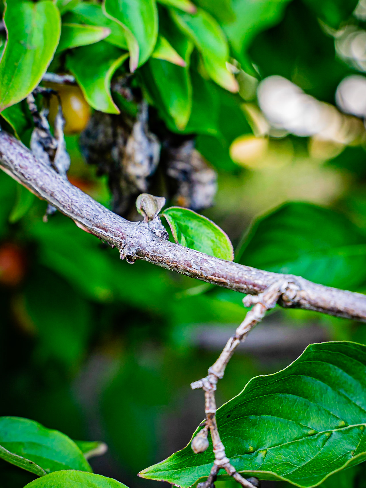 Cornus mas - Cornouiller mâle