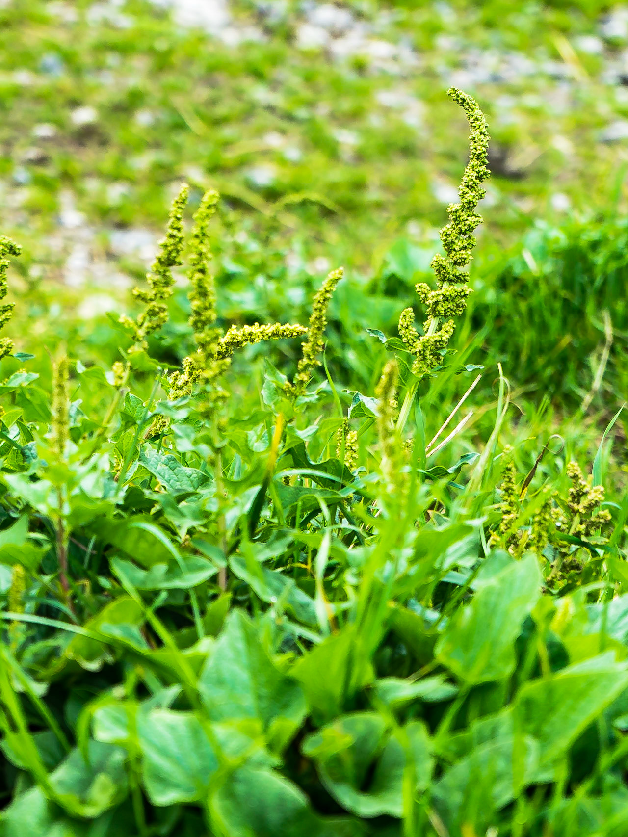 Chenopodium bonus-henricus - Chenopode Bon-Henri