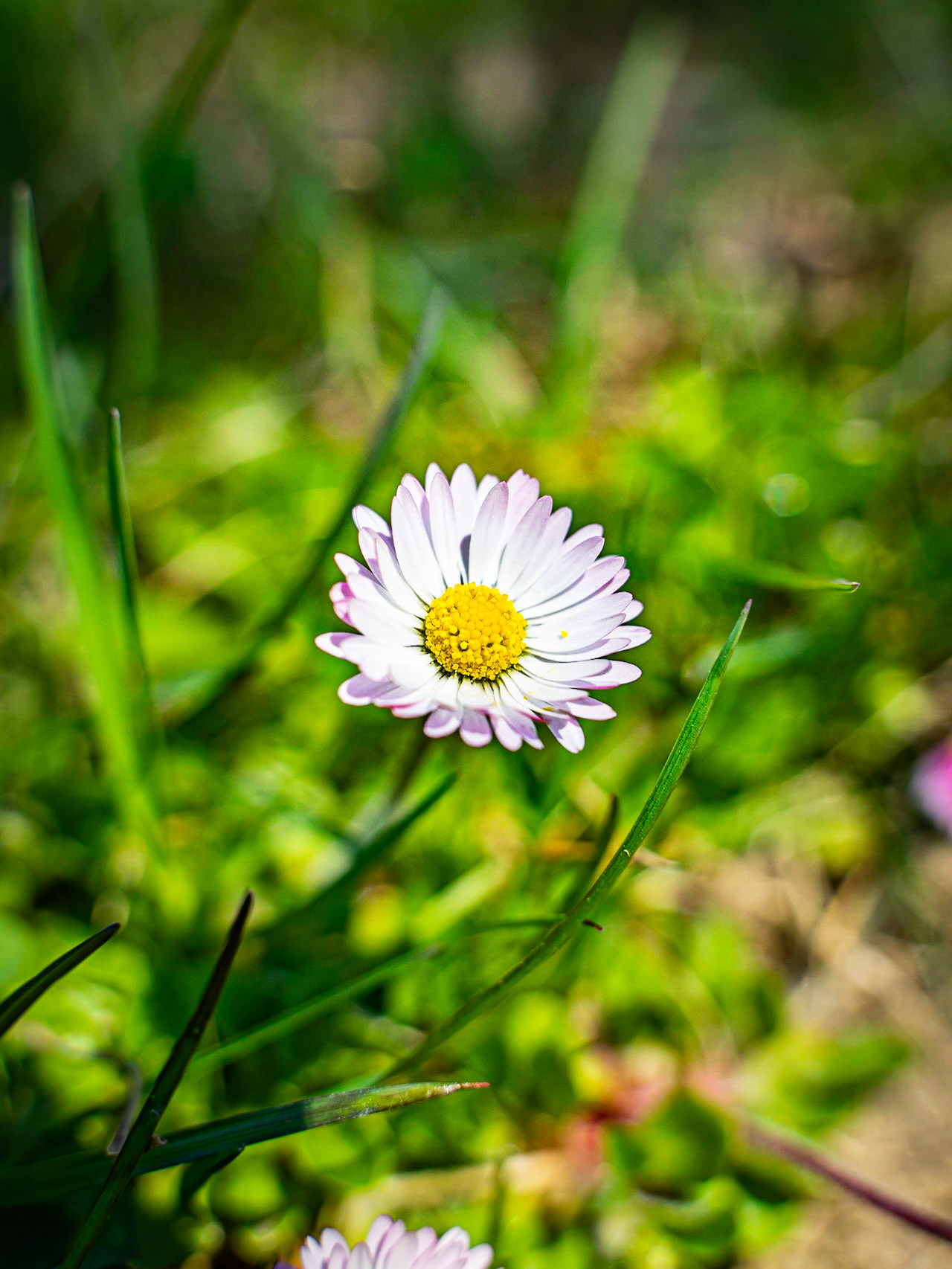 Bellis perennis - Pâquerette vivace