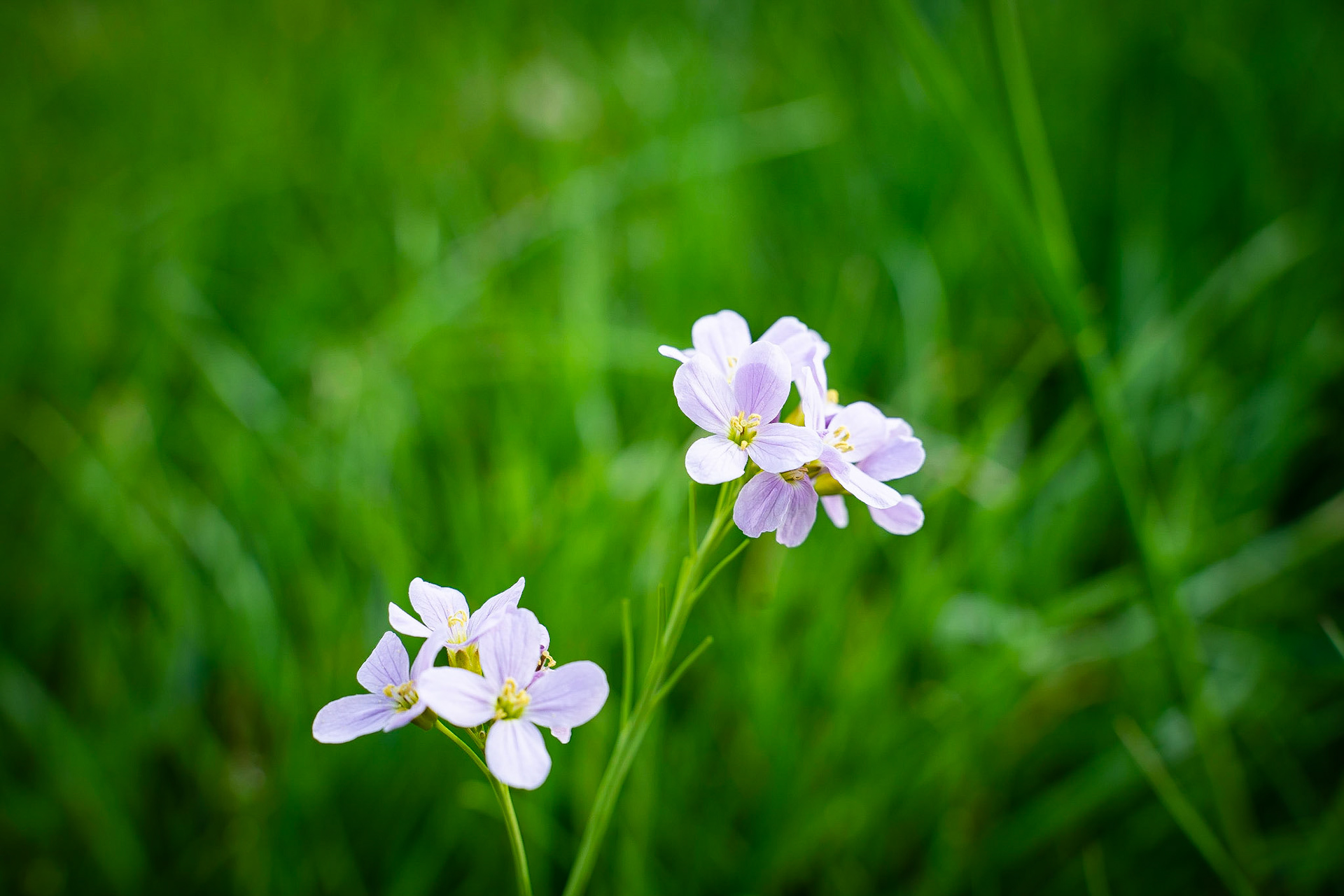 Cardamine pratensis - Cardamine des près