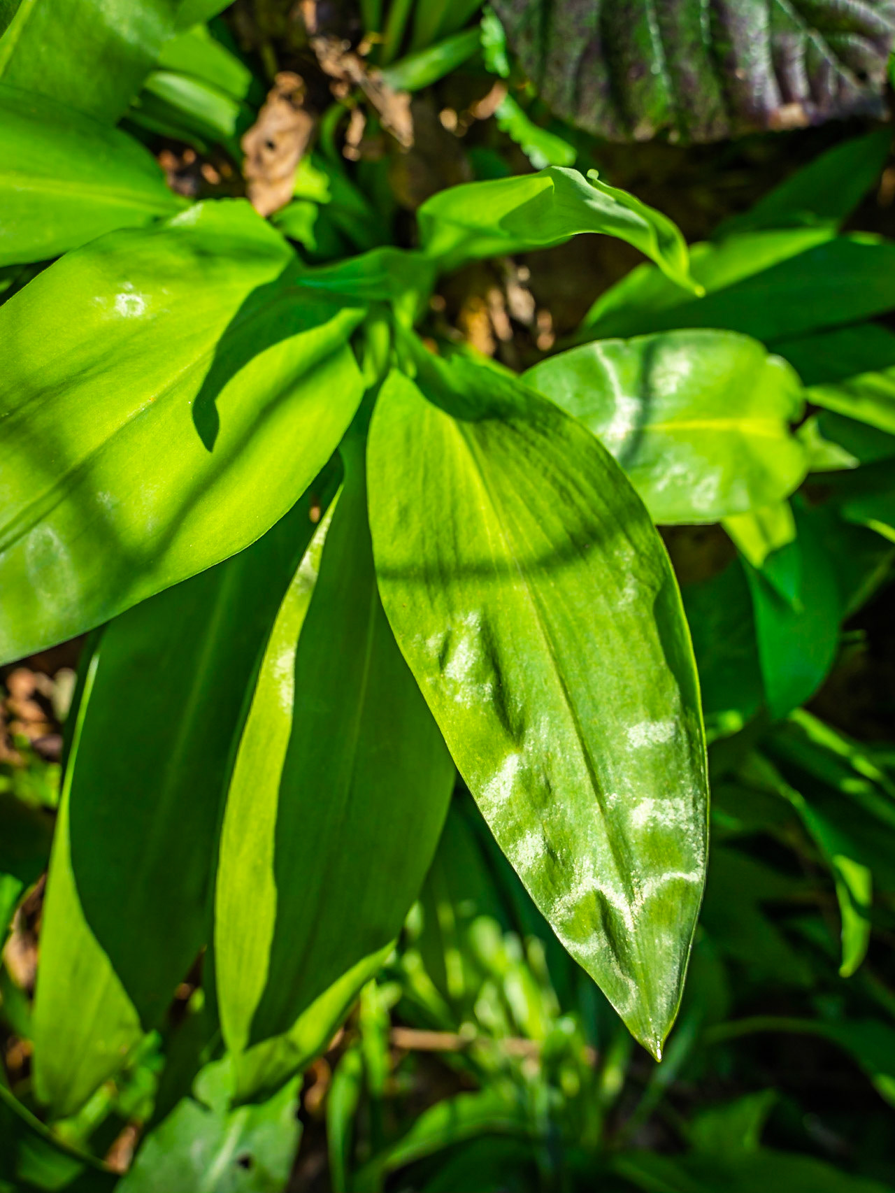 Allium ursinum - Ail des ours