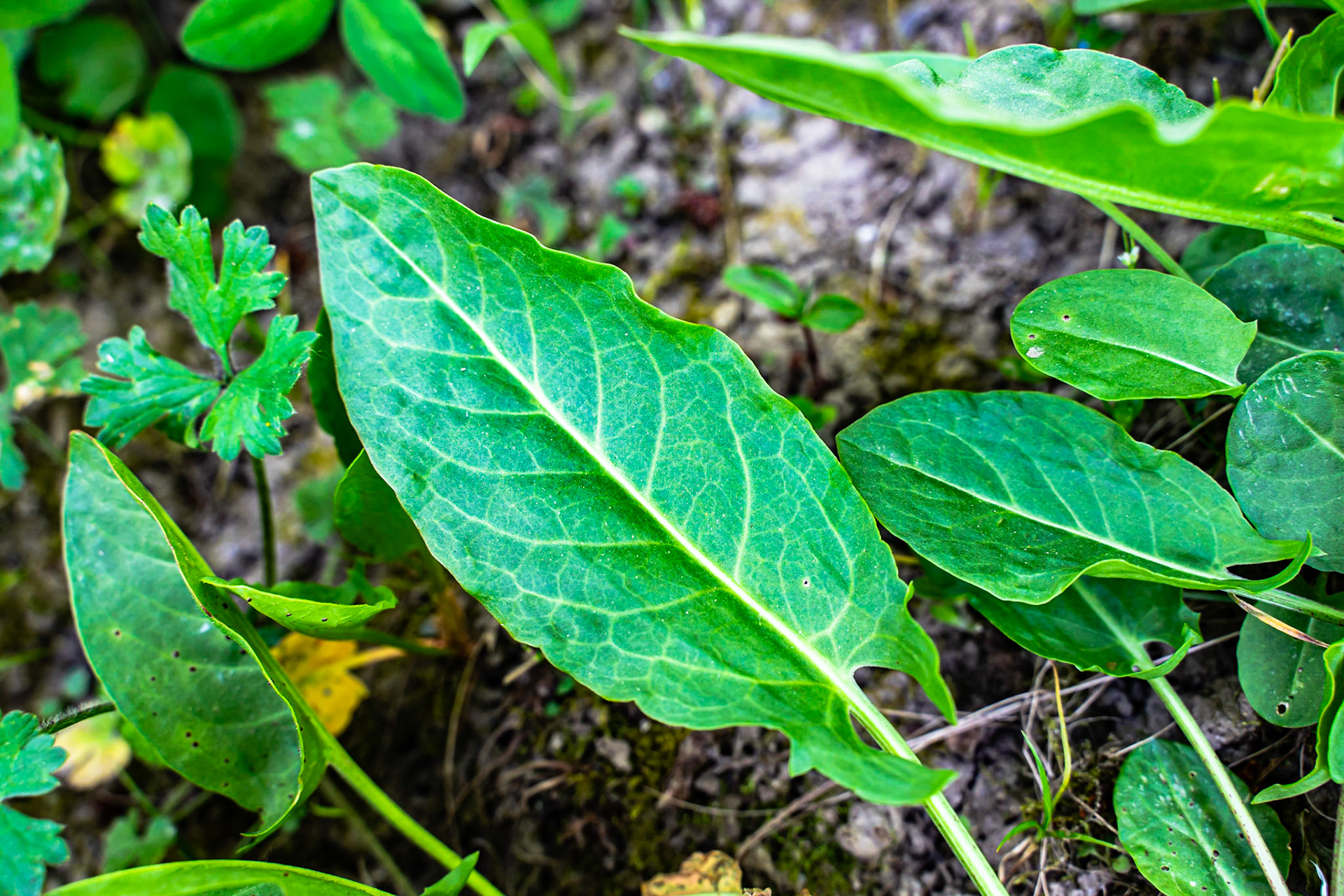 Rumex acetosa - Oseille des prés