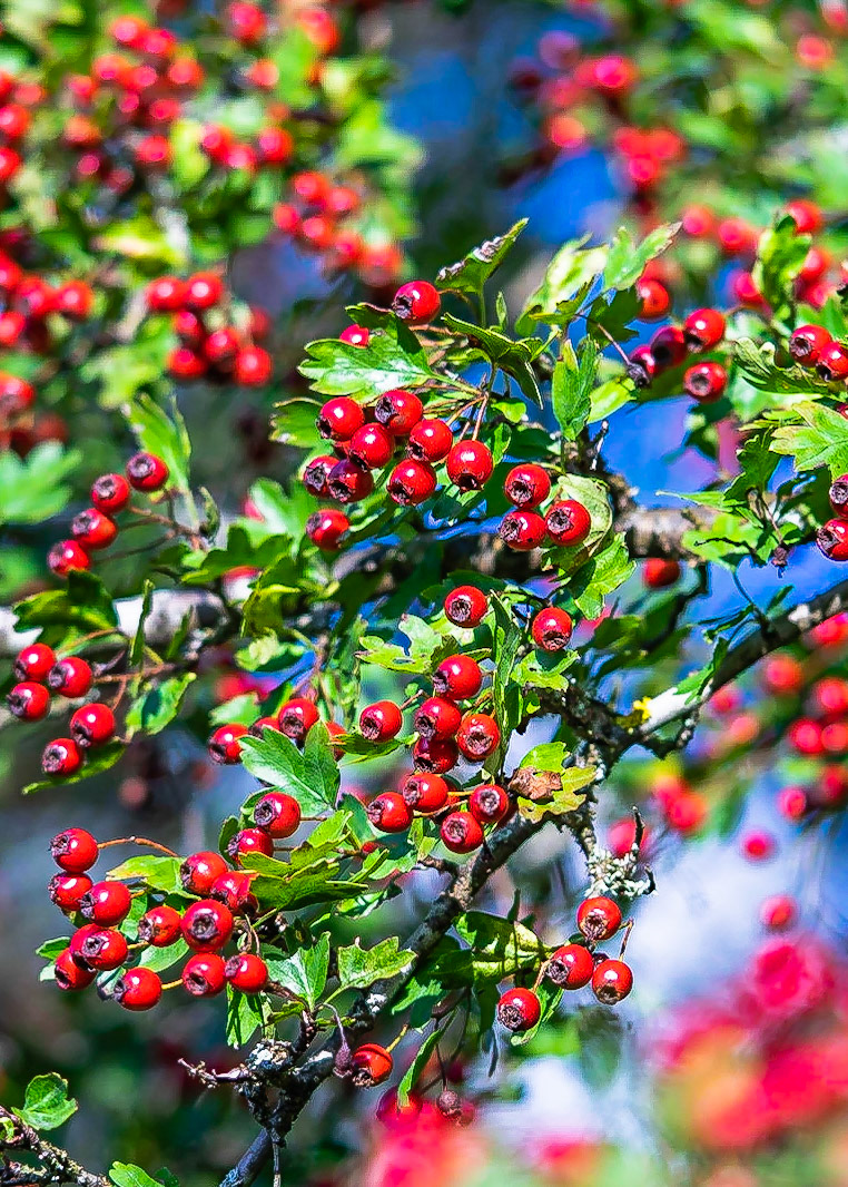 Crataegus monogyna - Aubépine