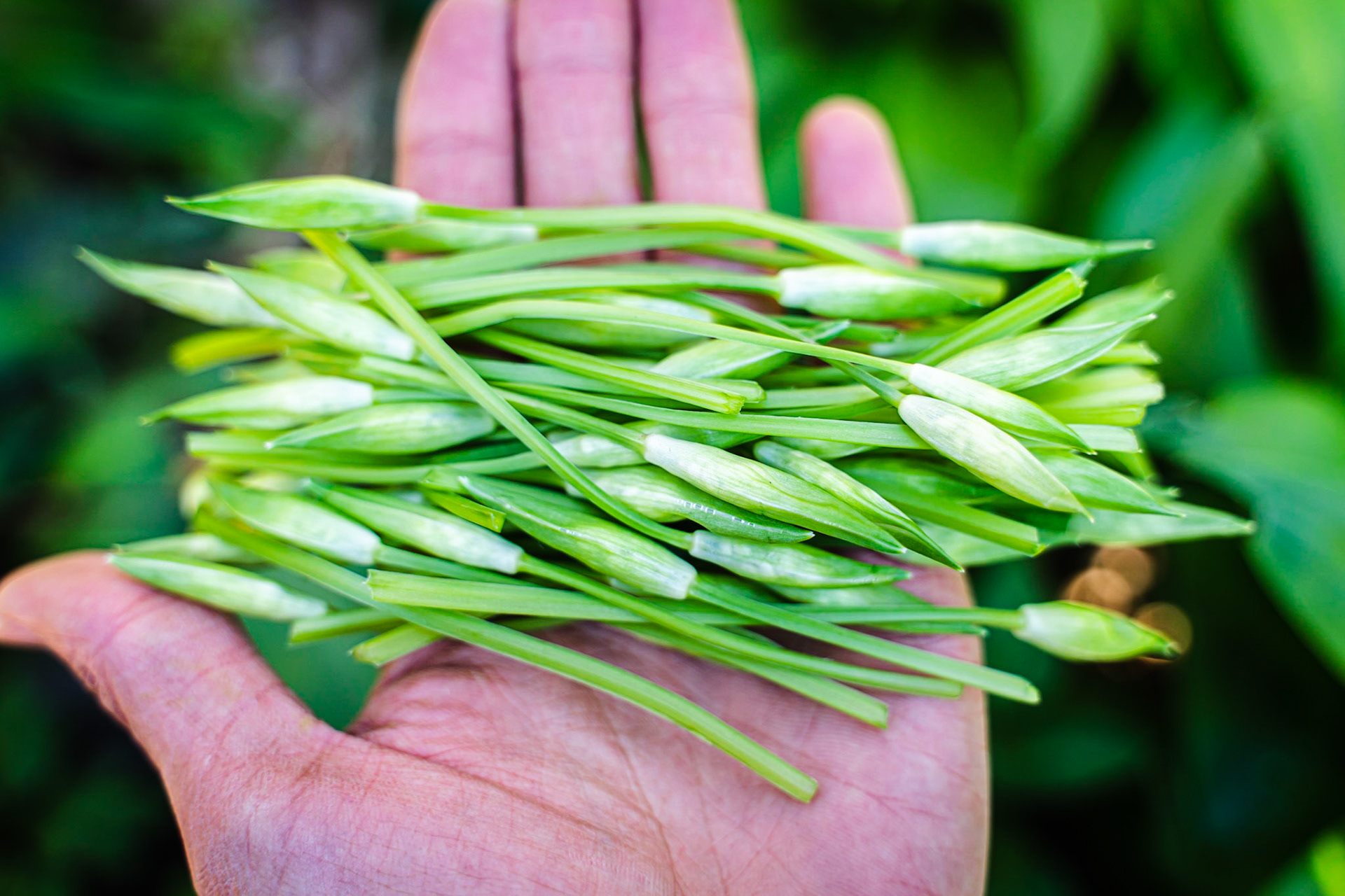 Allium ursinum - Ail des ours
