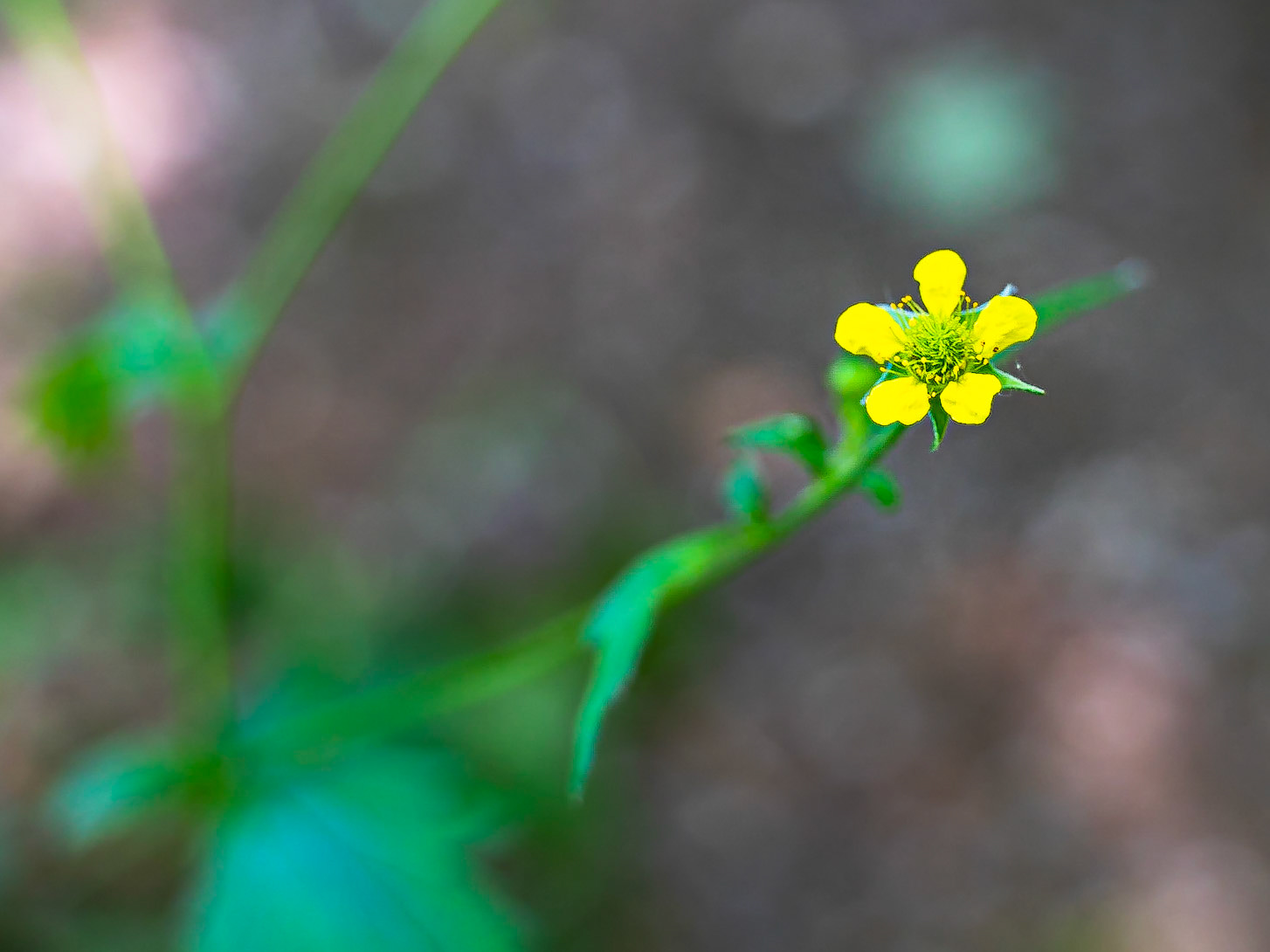 Geum urbanum - Benoite urbaine