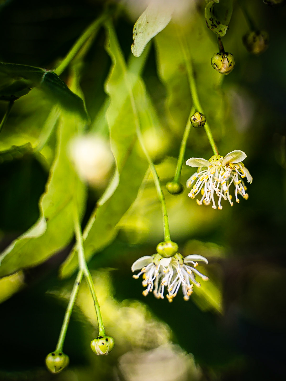 Tilia platyphyllos- Tilleul à grandes feuilles