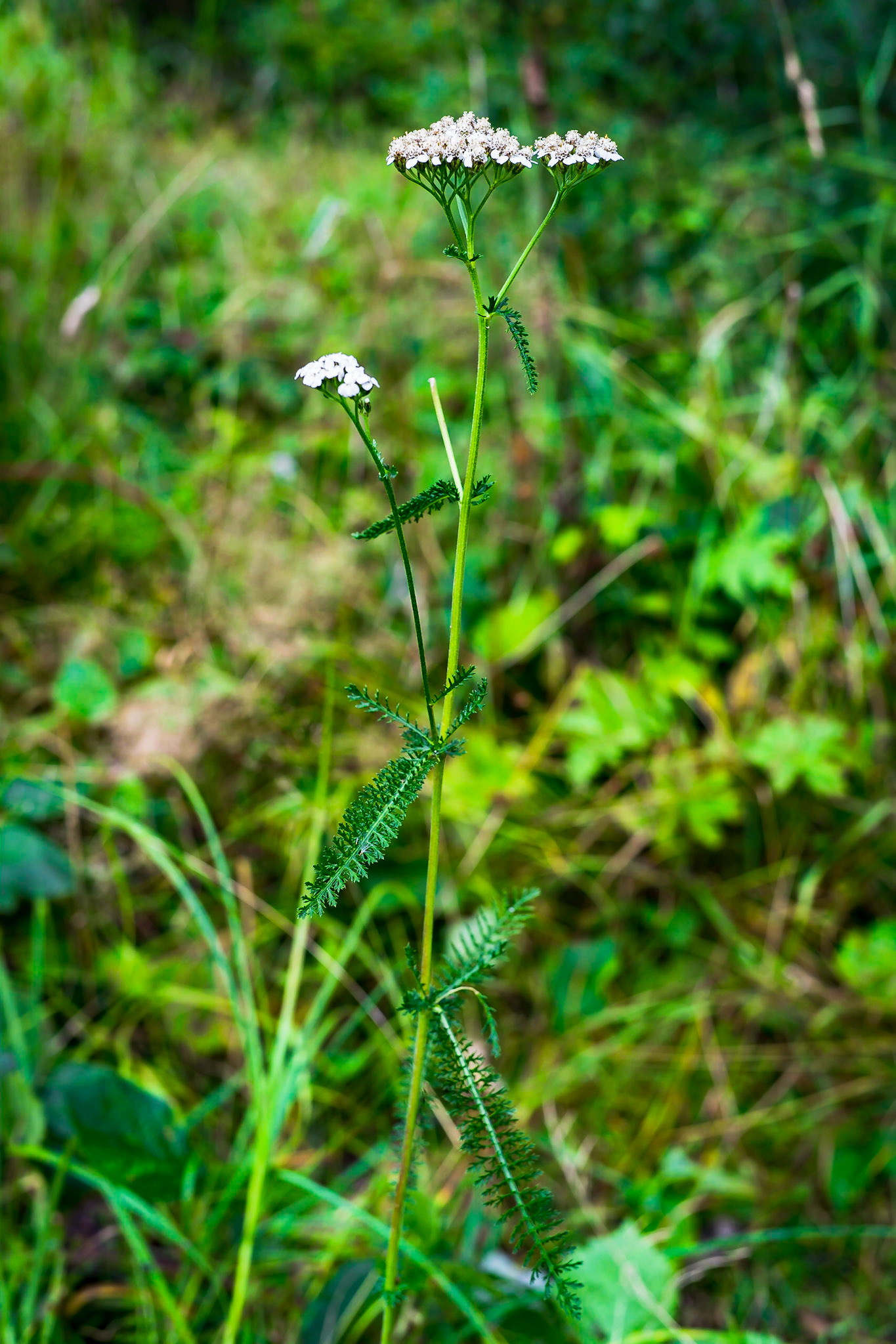 Achillea millefolium - Achillée millefeuille