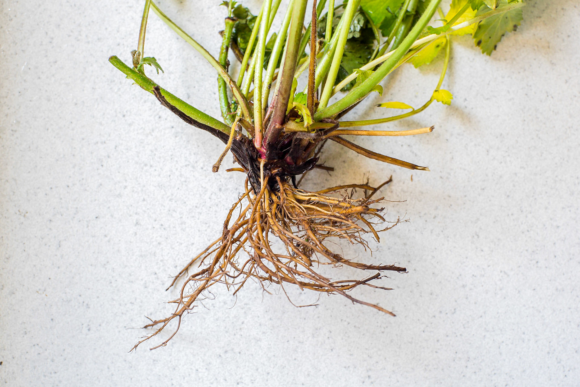 Geum urbanum - Benoite urbaine