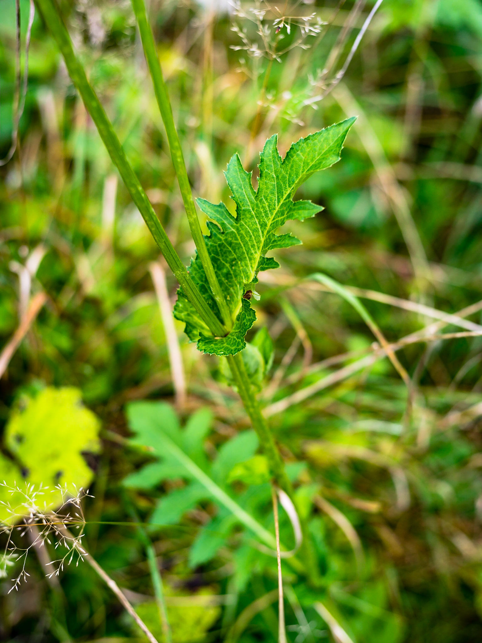 Cirsium oleraseum - Cirse maraîché