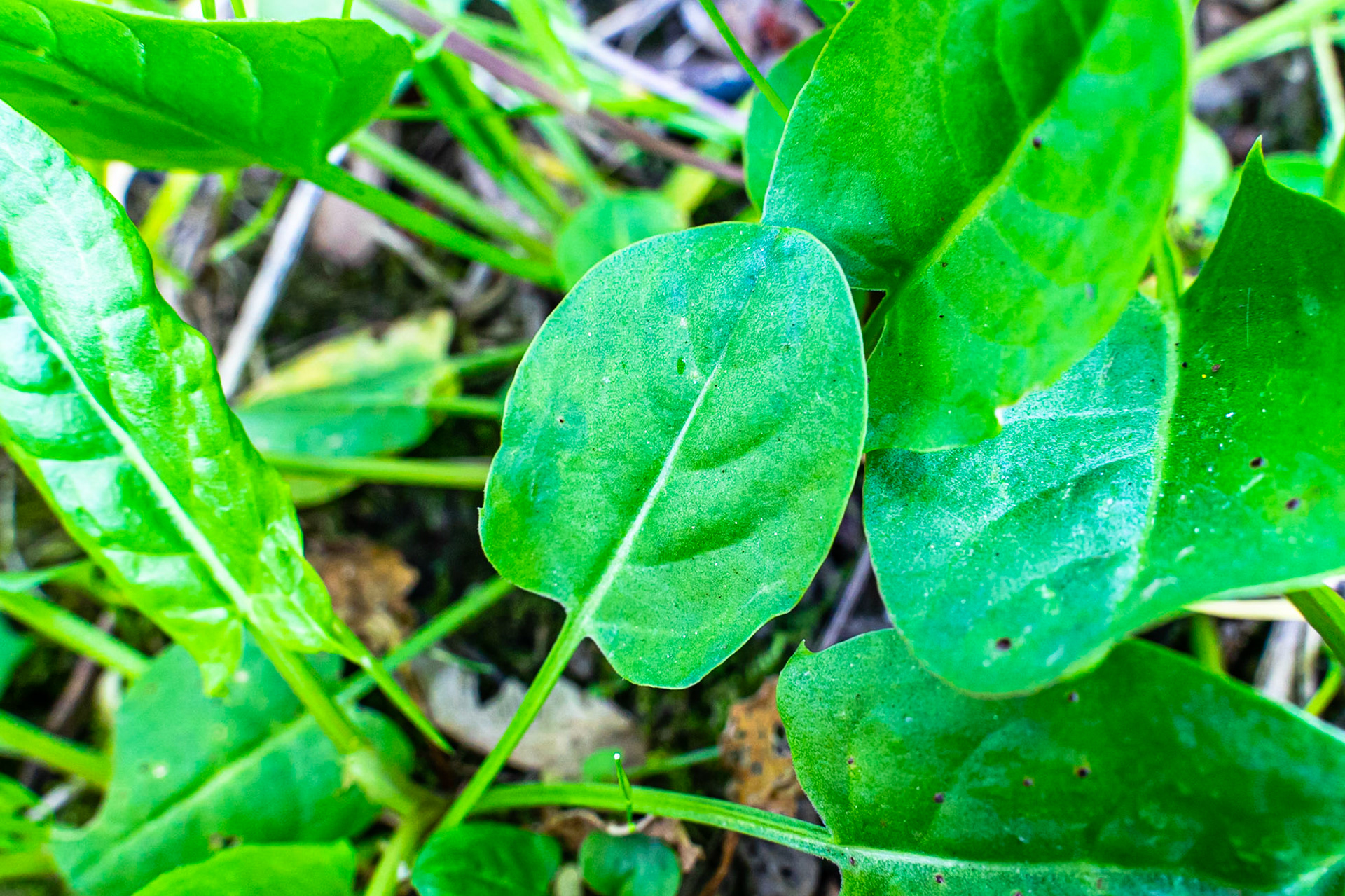 Rumex acetosa - Oseille des prés