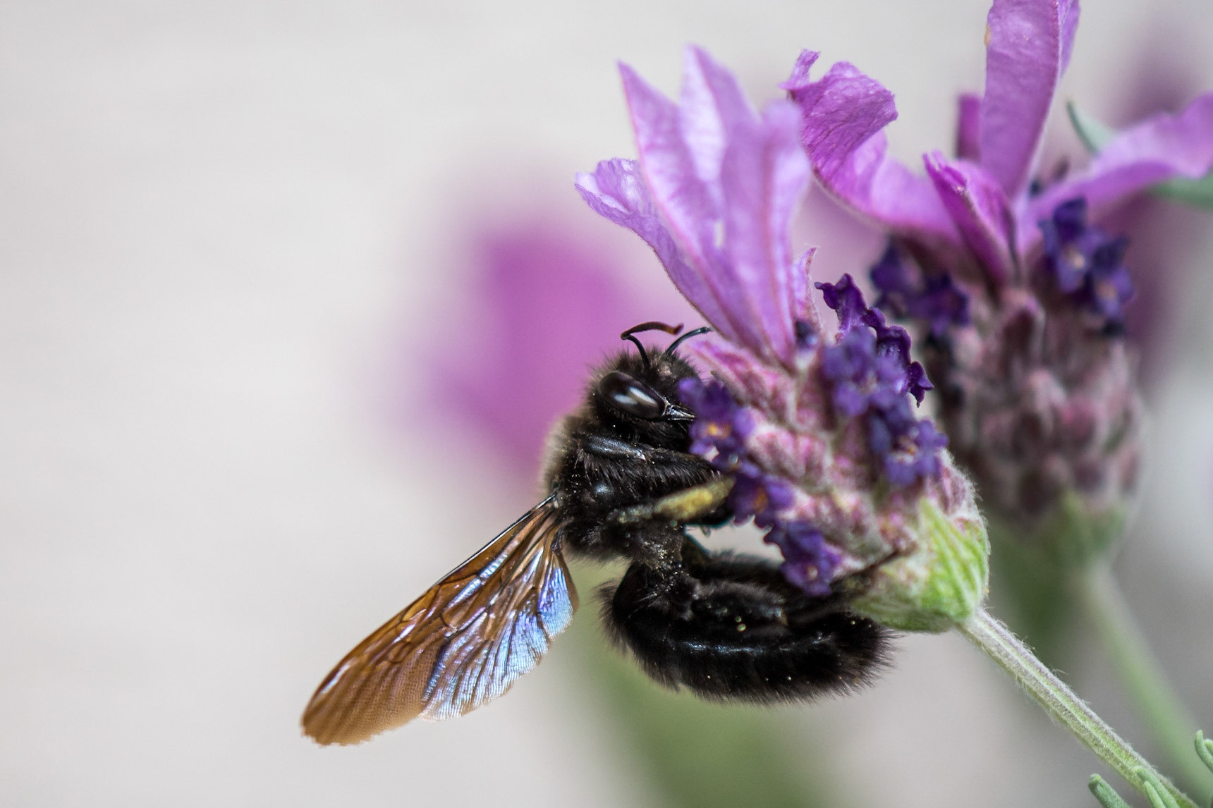 Was man nicht alles im Garten findet... Eine #Biene, #schwarz wie die Nacht, größer als eine #Hummel? Gibt es tatsächlich, und nennt sich #Holzbiene (lat. Xylocopa violacea). Beeindruckendes brummen, aber absolut chilliges Ding, besucht uns momentan öfter.