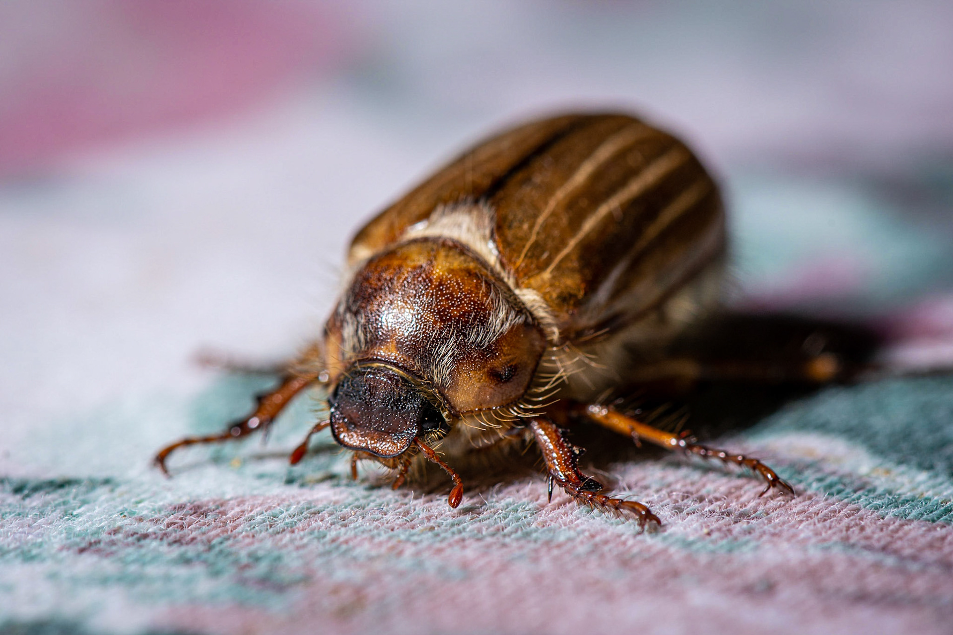 Dieser kleine Freund hat uns gestern Abend noch auf der Terrasse besucht. Mein Schwiegerpapa hat ihn #Fritz getauft.