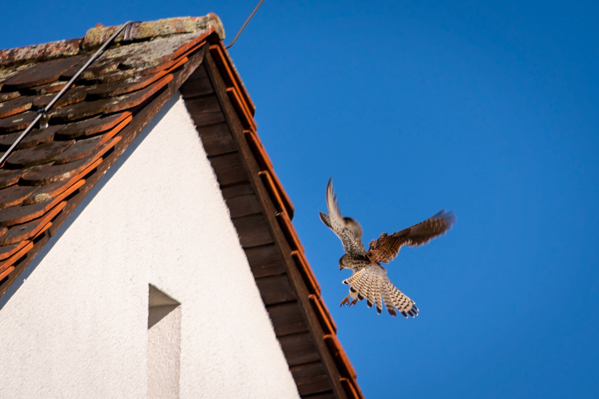 #Turmfalke im Landeanflug
.
.
.