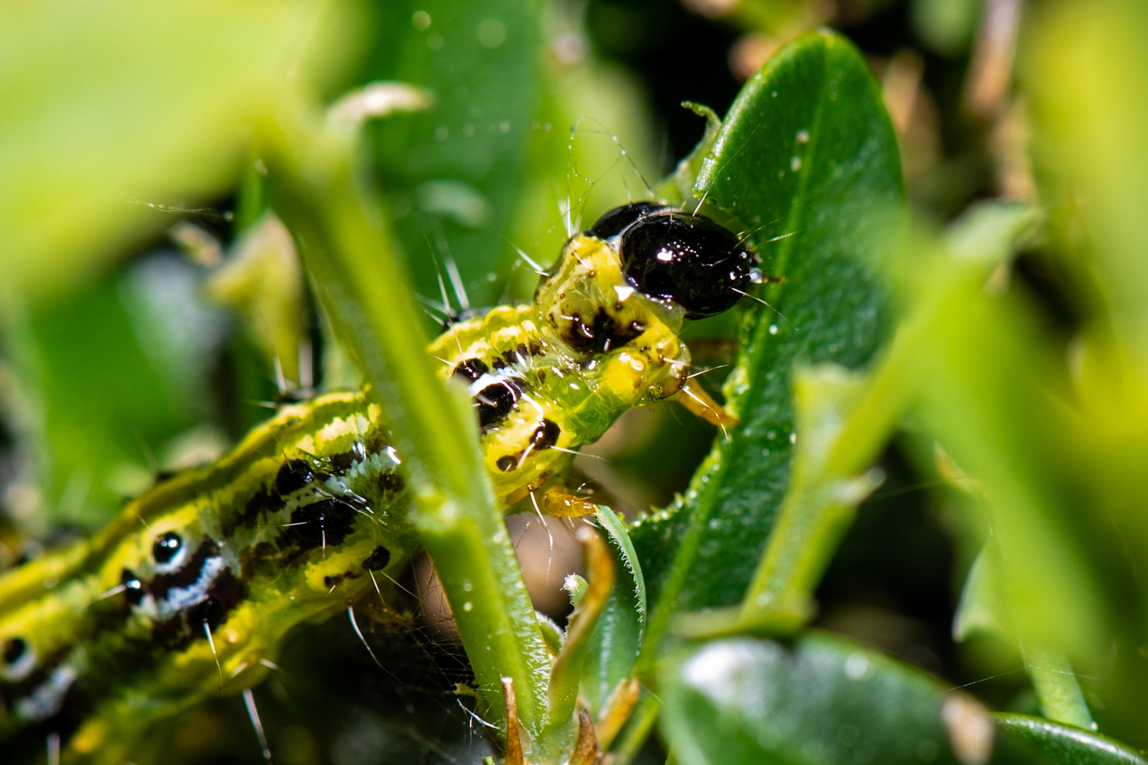 Eine gefräßige #Raupe namens #Buchsbaumzünsler. Hat uns im Garten (zusammen mit seinen Artgenossen) einie Buchsbäume eingehen lassen.