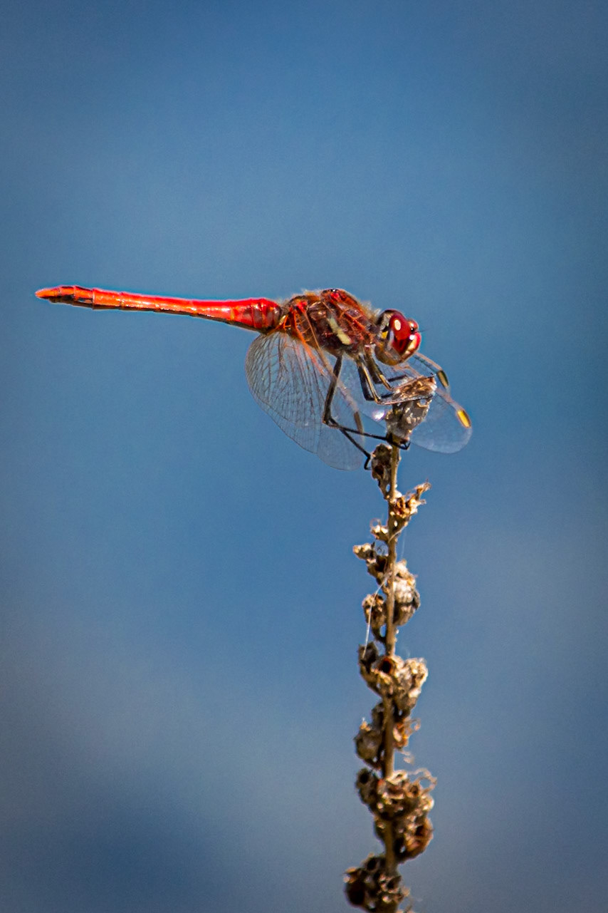 Eine #Libelle an der #Norikusbucht / #WöhrderSee