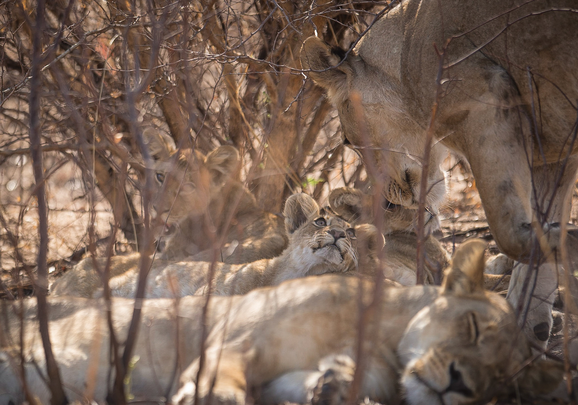 Lion cub and mother