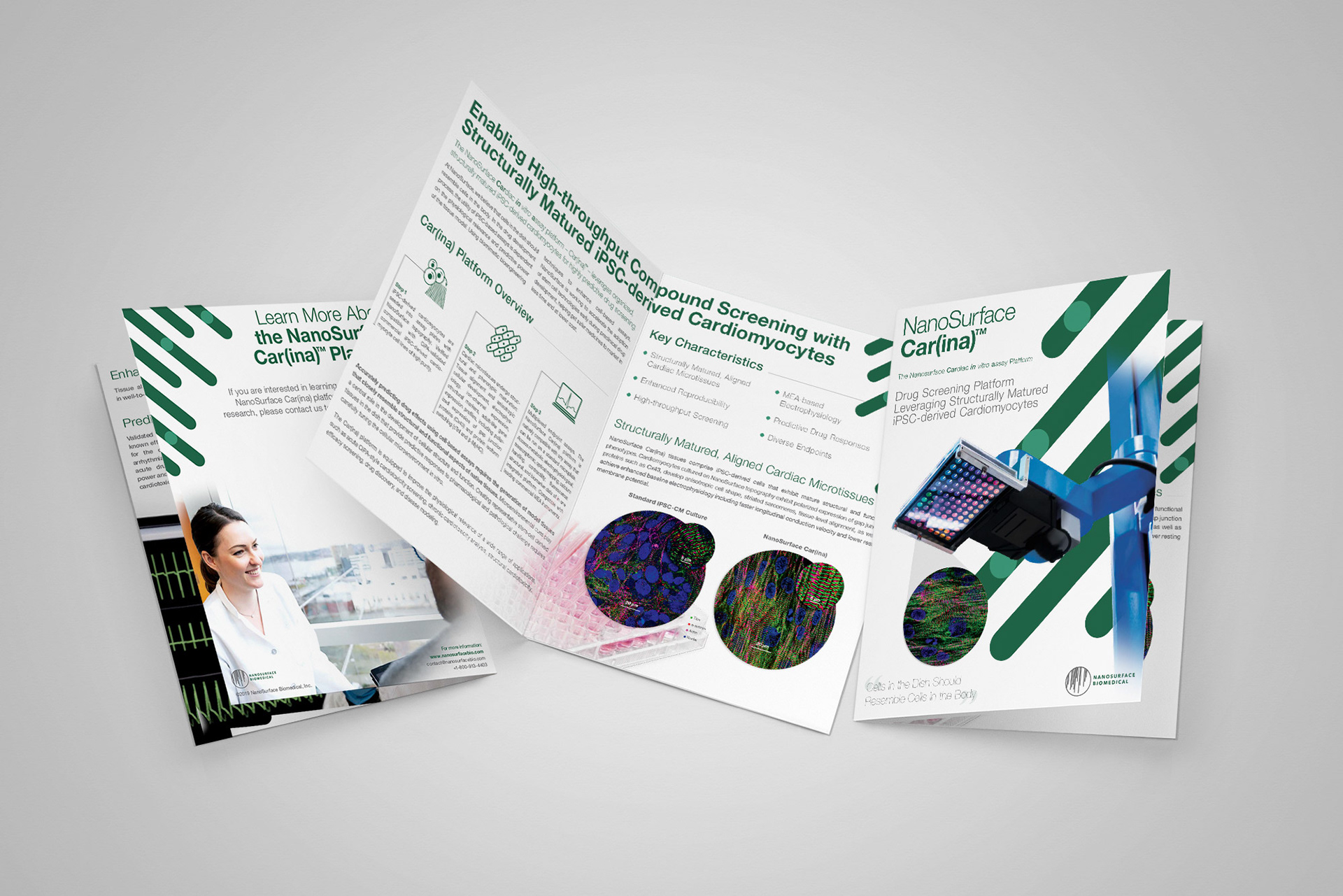 Car(ina) Platform Launch Brochure Design