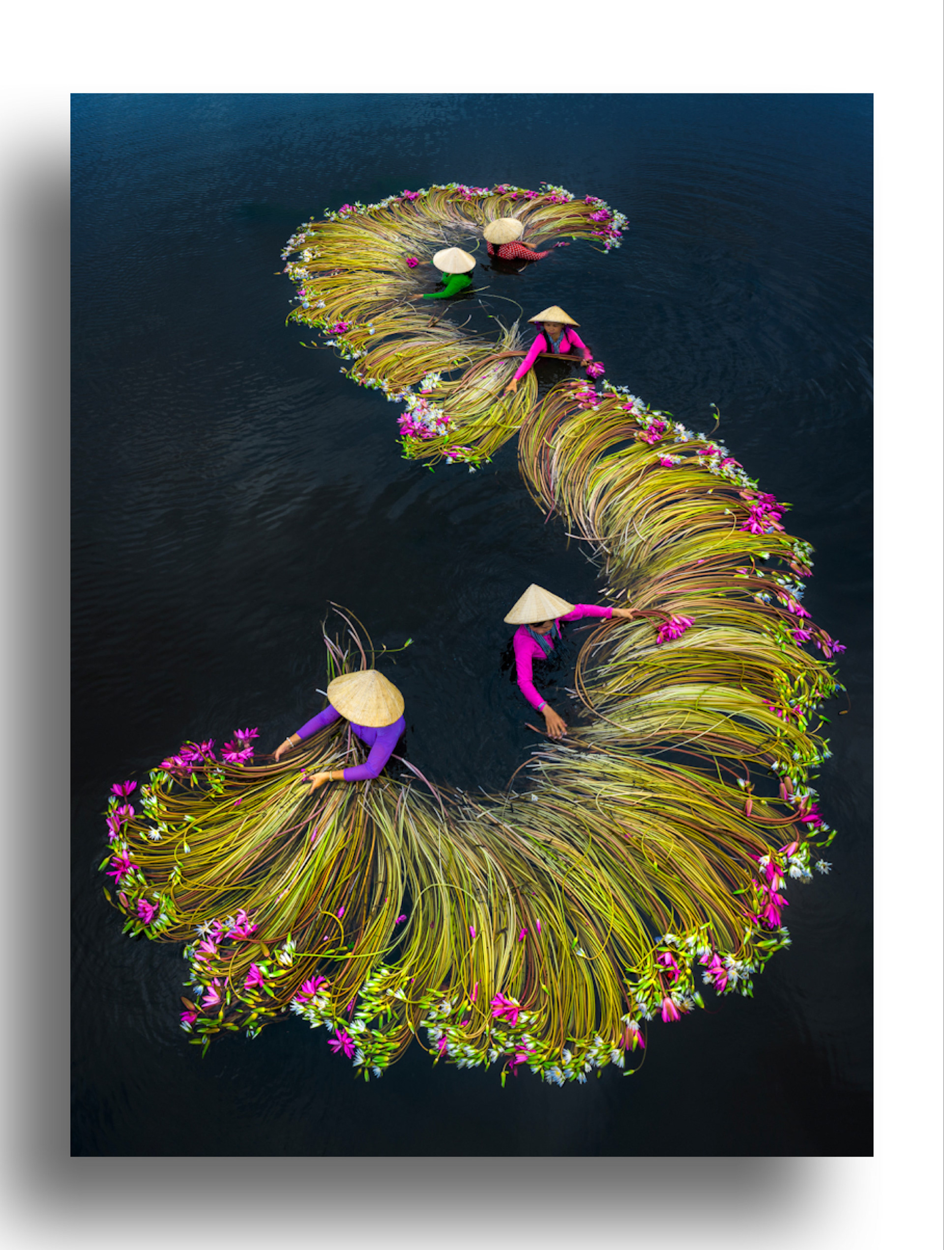 Waterlilies Harvest - Sony World Photo Award 2020- Shortlisted