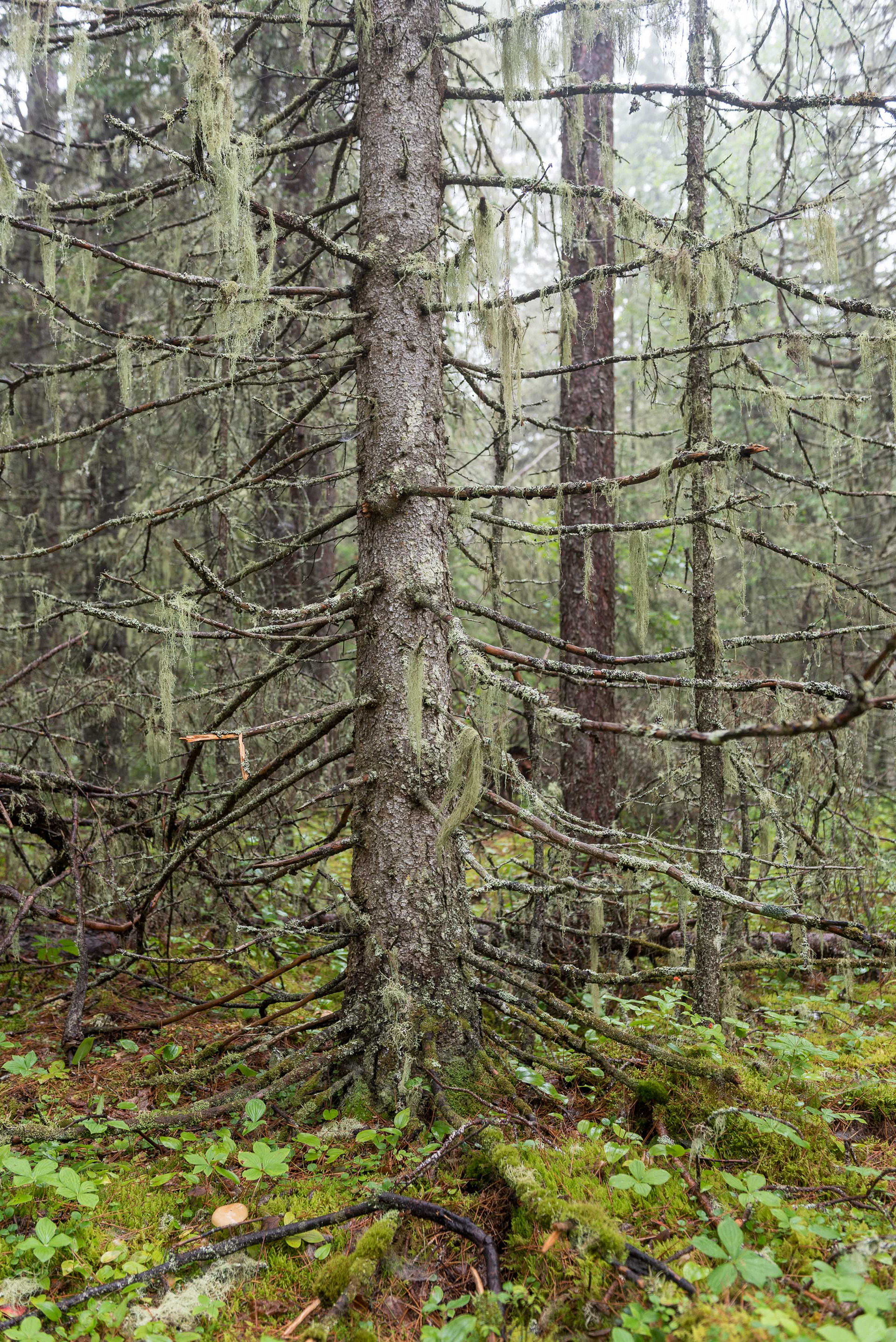 Jungle of the north.