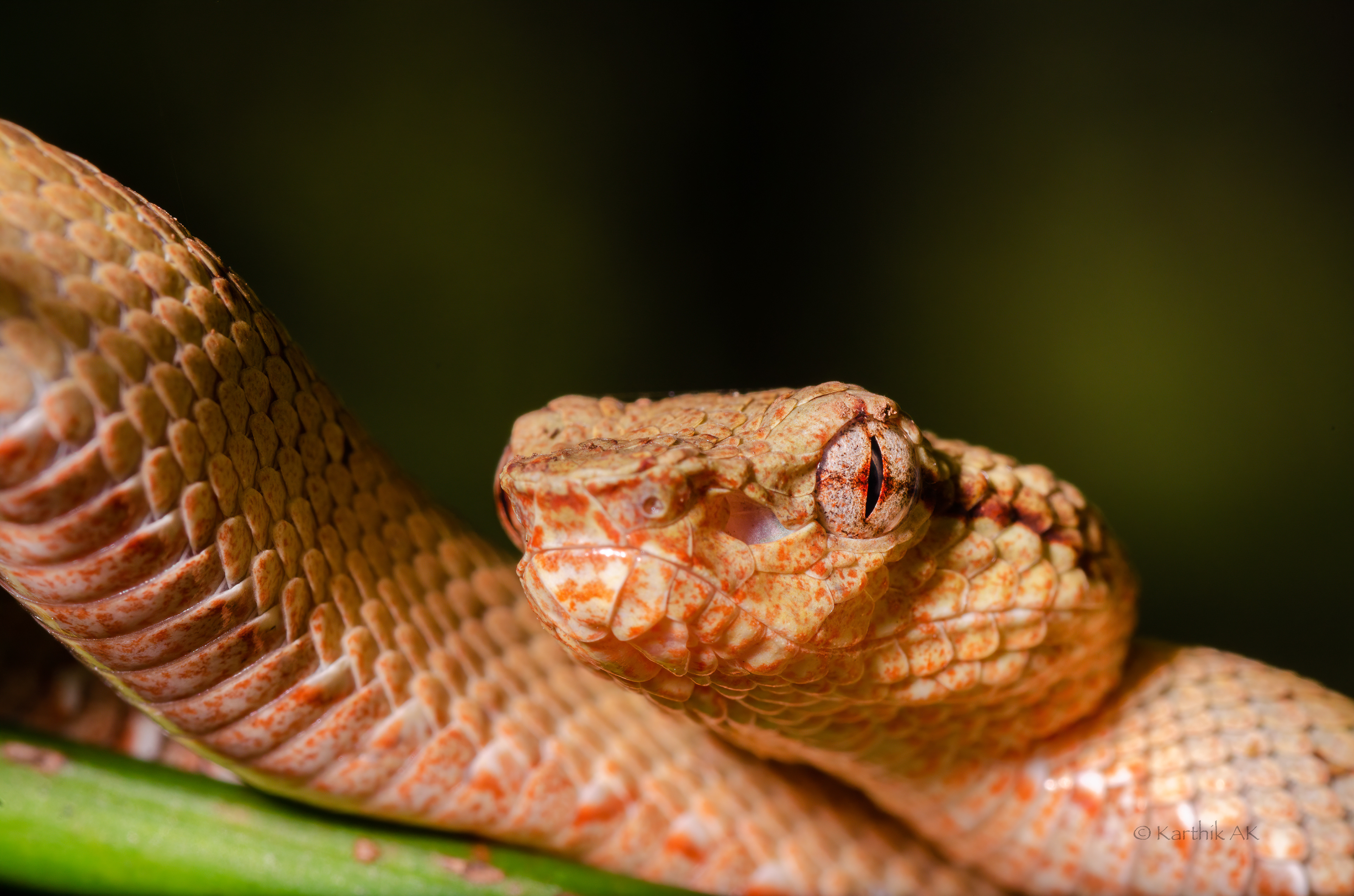 Malabar pit viper juvenile | Trimeresurus malabaricus | Chikmagalur , Karnataka, India