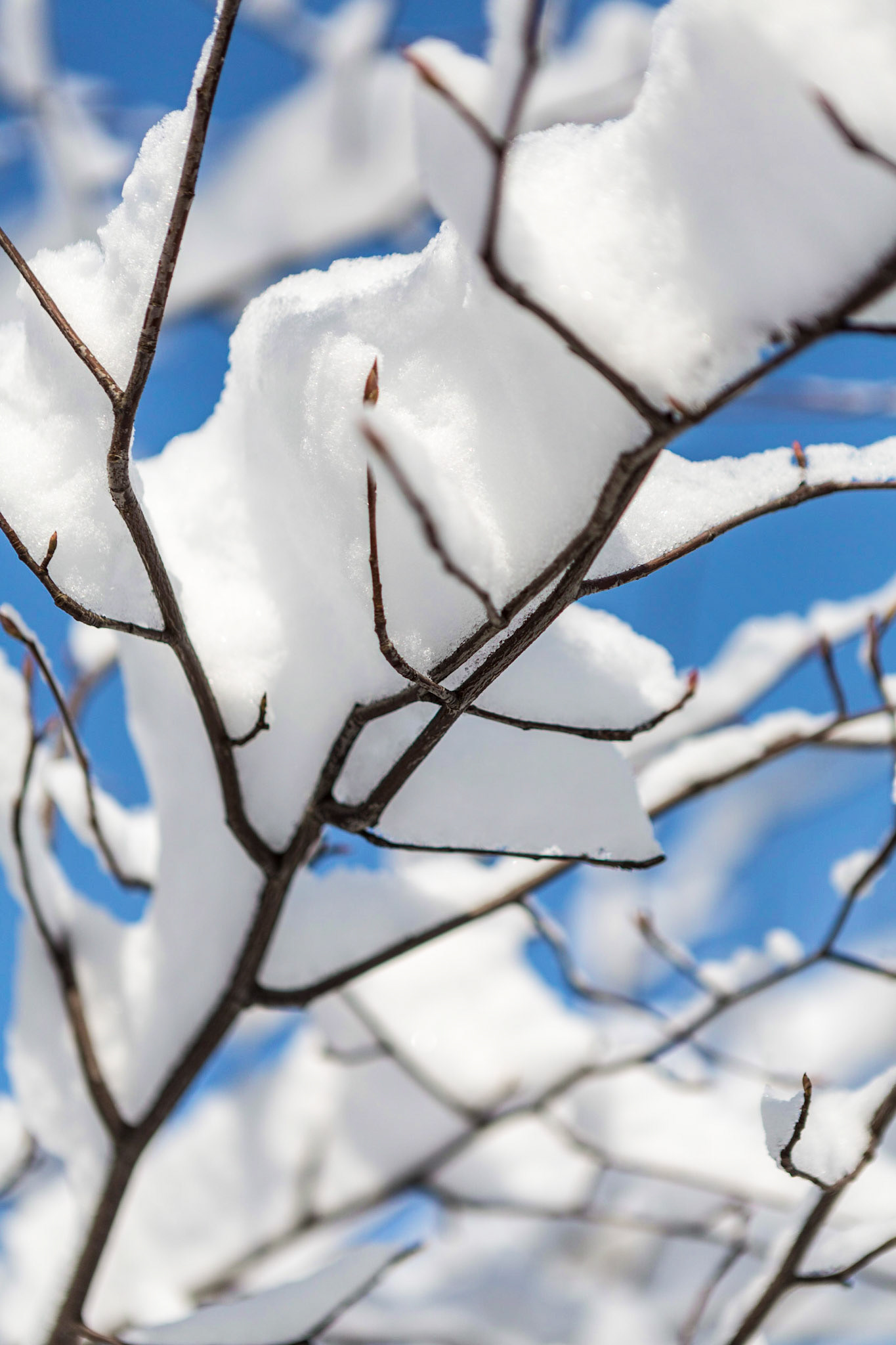Central Park after a snowstorm in January 2014