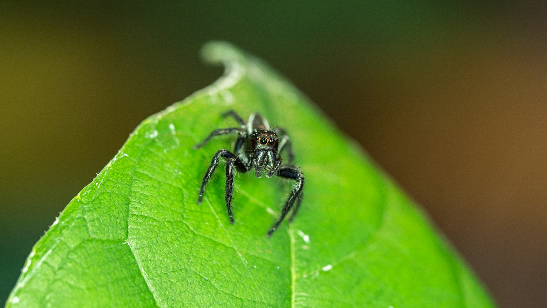 Sylvana Jumping Spider