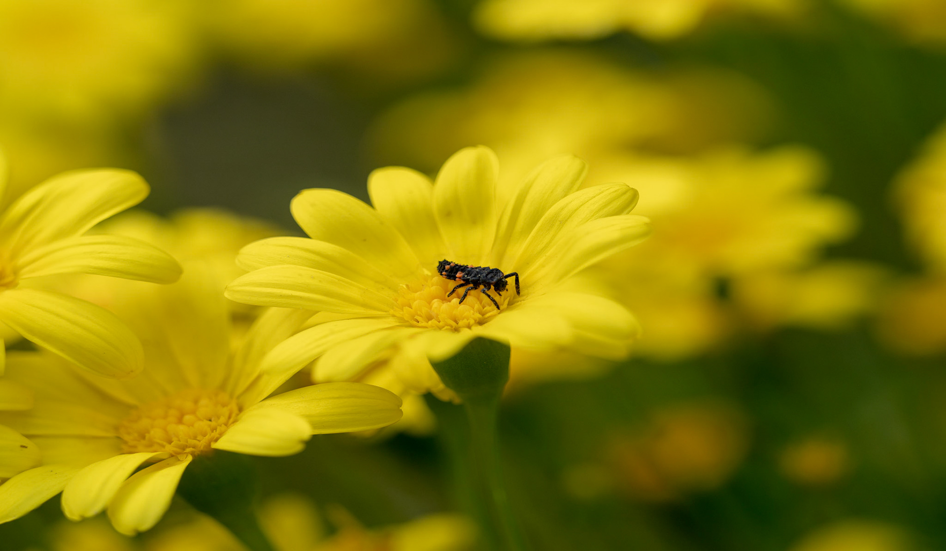 Fully grown larva of eleven-spotted ladybird
