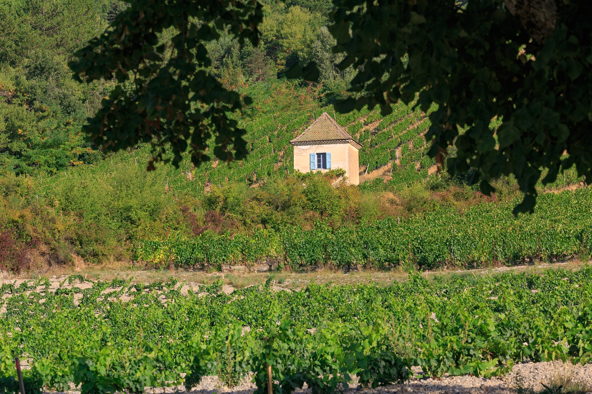 DROME (26) CHATILLON EN DIOIS PARC NATUREL REGIONAL DU VERCORS CABANON DANS LES VIGNES AU SERRE DU POET // FRANCE.DROME (26) CHATILLON EN DIOIS PARK NATURAL REGIONAL OF VERCORS COTTAGE IN THE VINES WITH THE SERRE DU POET (GREENHOUSE OF THE POET)