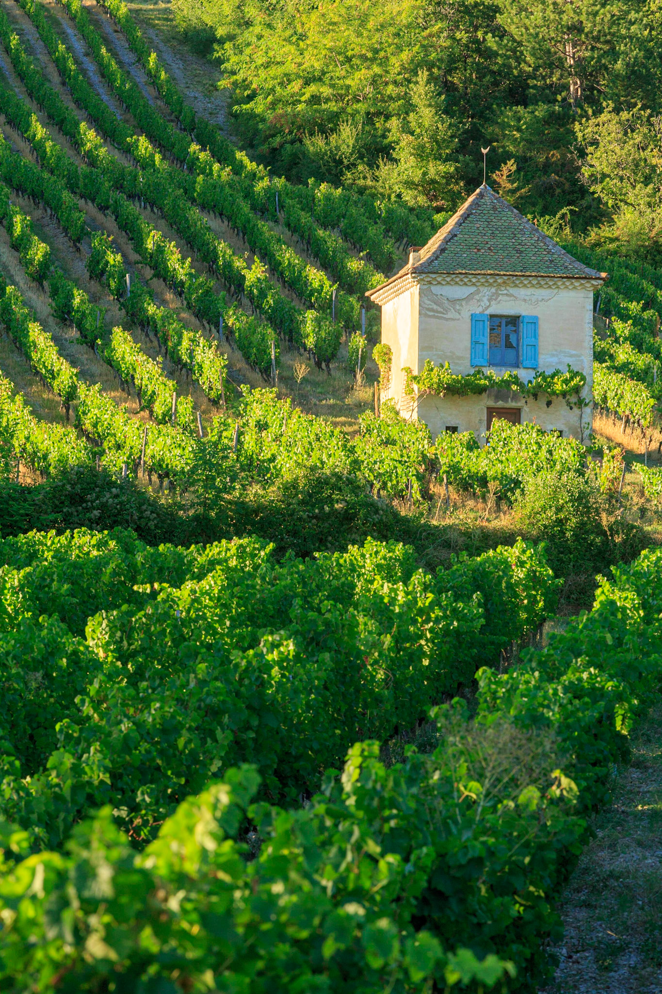 DROME (26) CHATILLON EN DIOIS PARC NATUREL REGIONAL DU VERCORS CABANON DANS LES VIGNES AU SERRE DU POET // FRANCE.DROME (26) CHATILLON EN DIOIS PARK NATURAL REGIONAL OF VERCORS COTTAGE IN THE VINES WITH THE SERRE DU POET (GREENHOUSE OF THE POET)