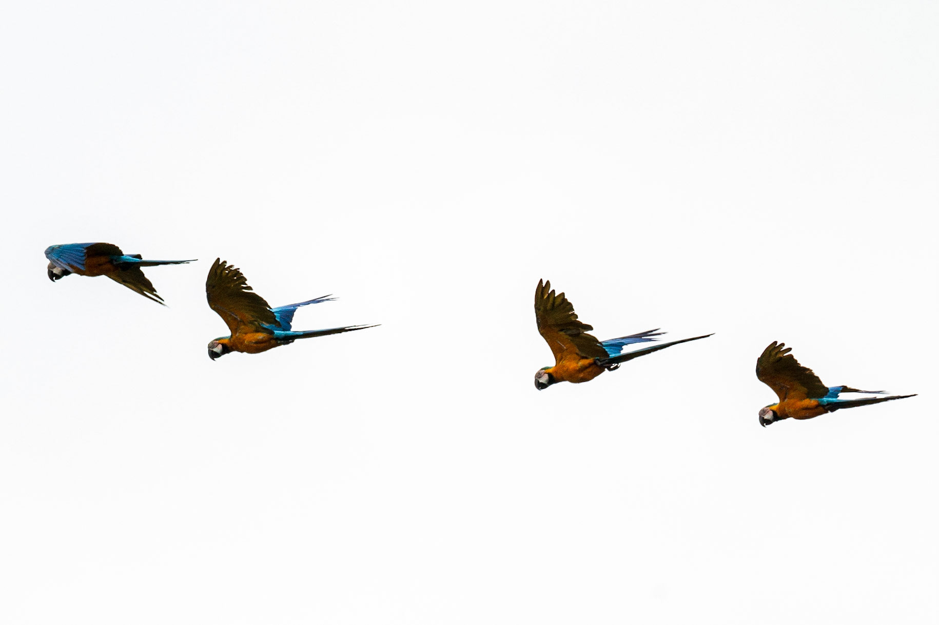 Blue and yellow macaws