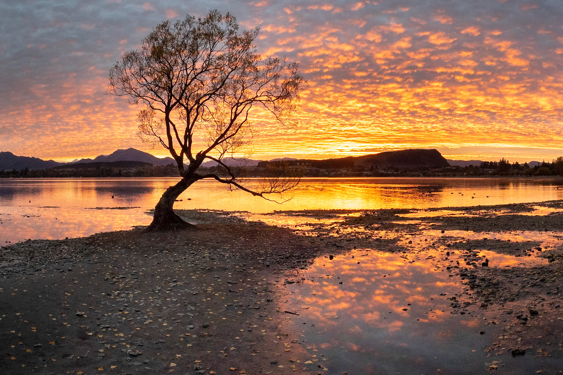 That Dry Wanaka Tree