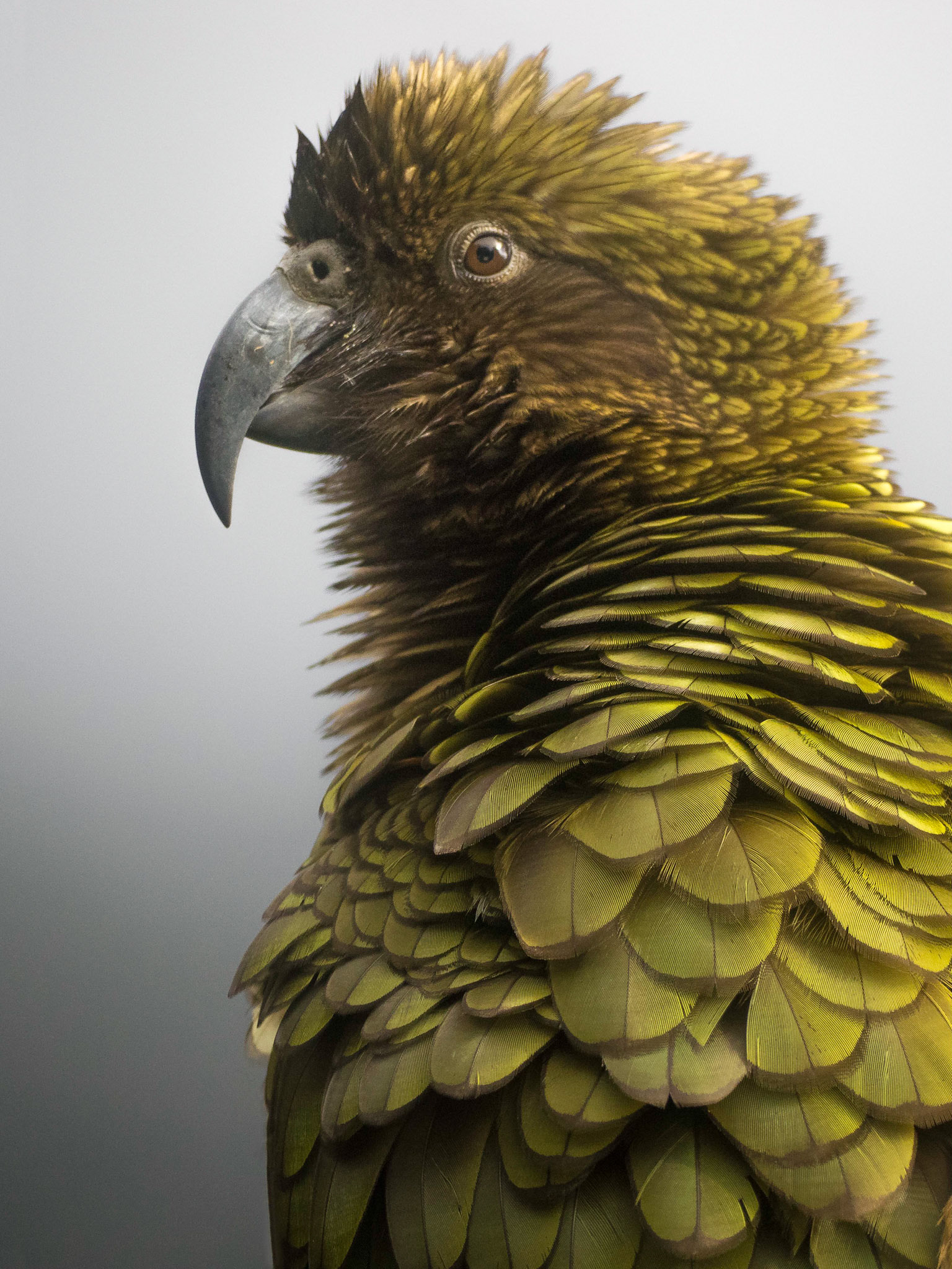 Kea, Perroquet montagnard